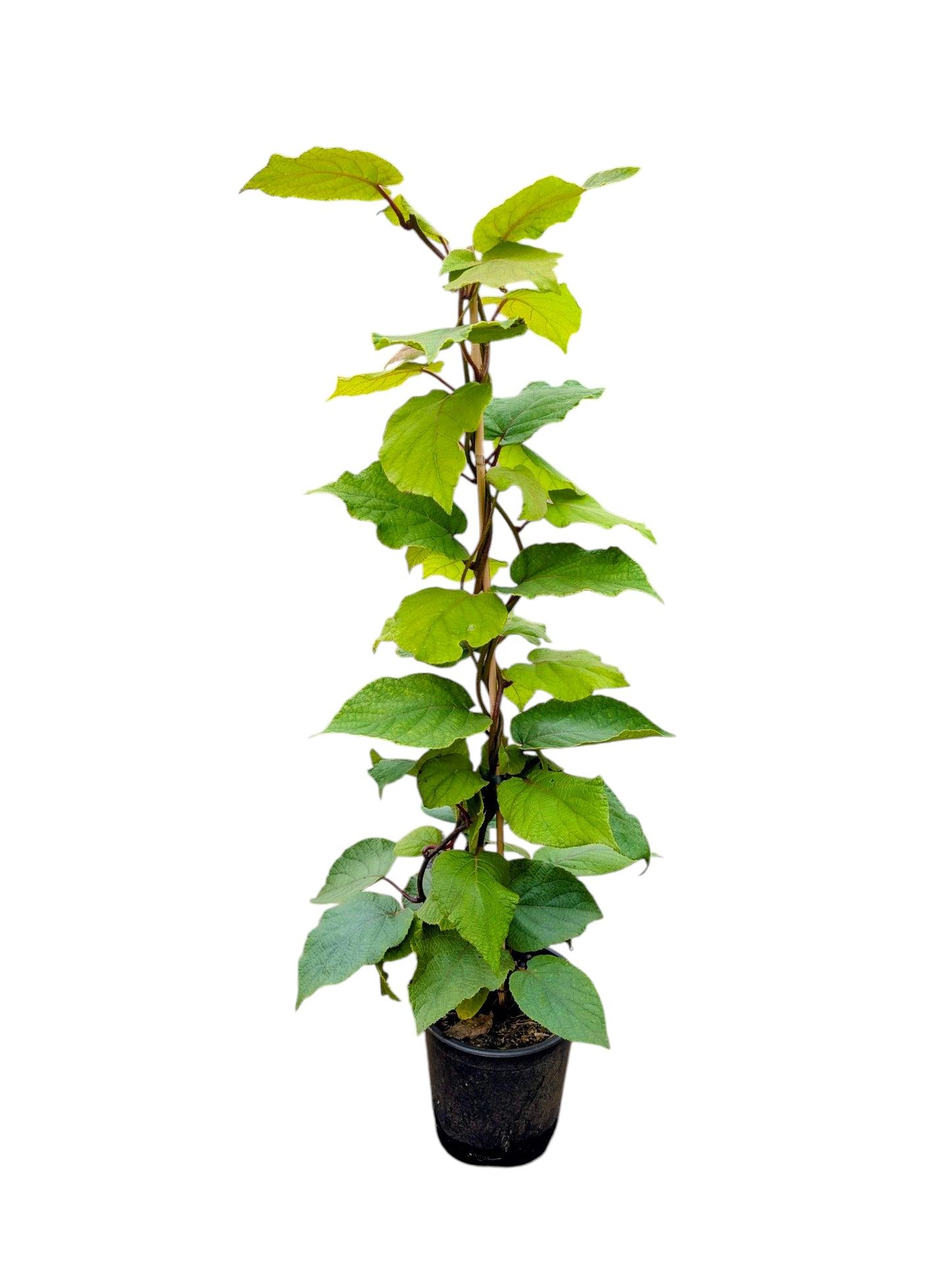 Kiwi Hayward weiblich