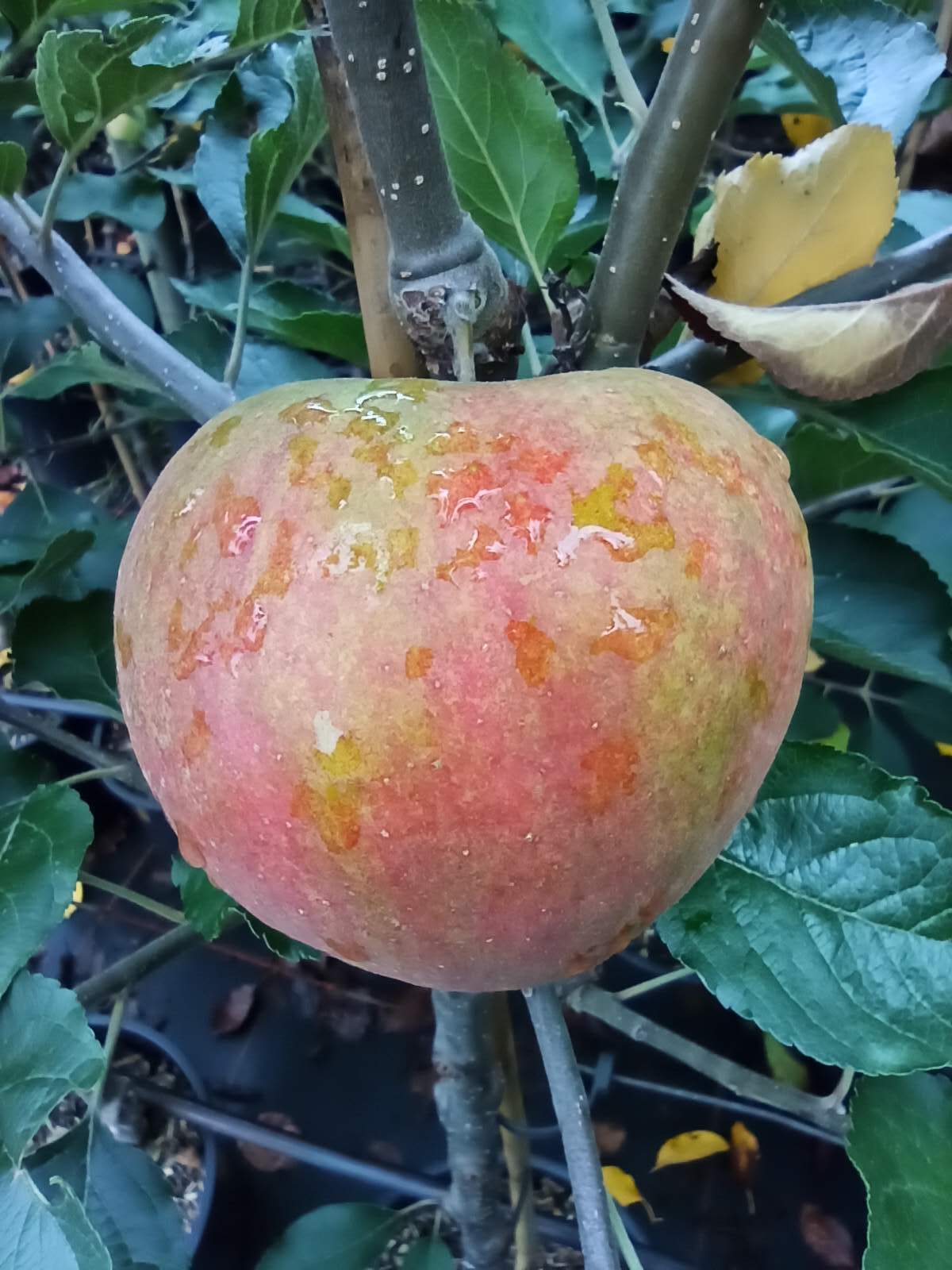 Apfel "Holsteiner Cox"