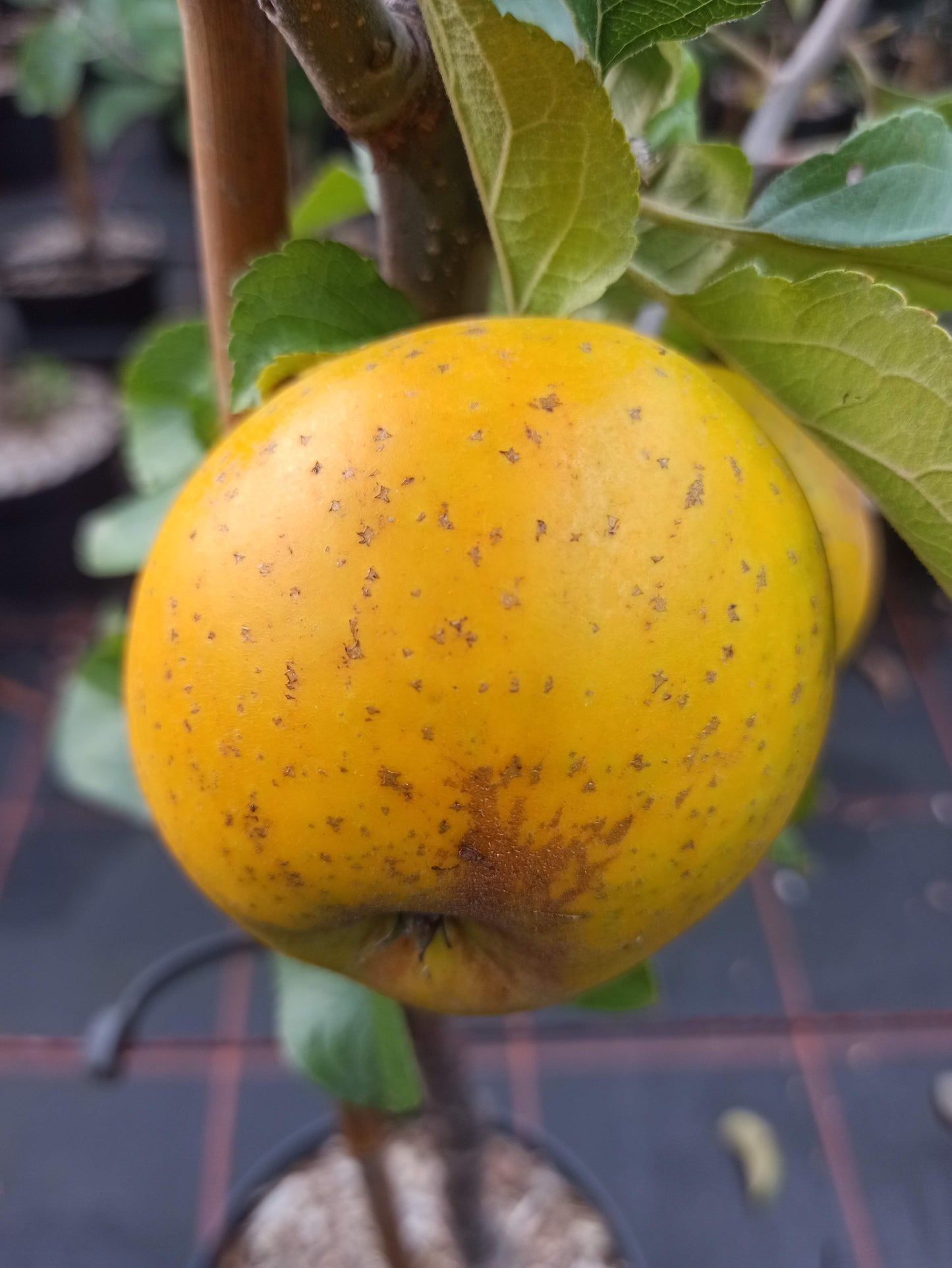 Apfelsorte Ananasrenette
