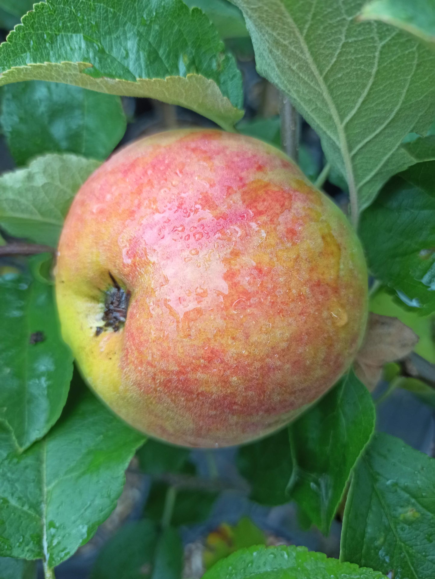 Apfel Dülmener Rosenapfel