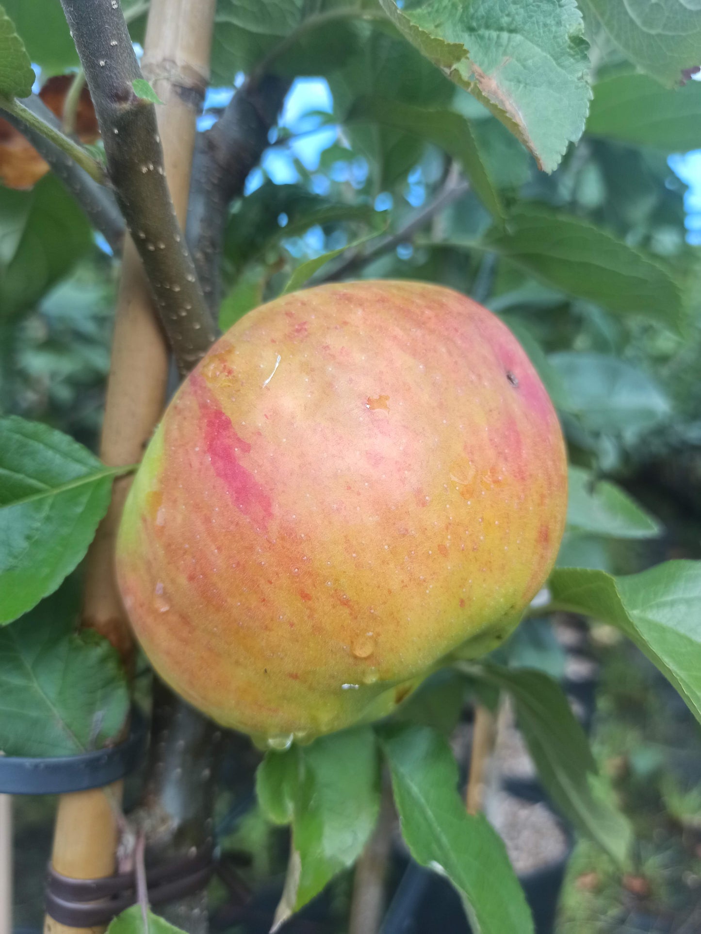 Apfel "Jakob Lebel"