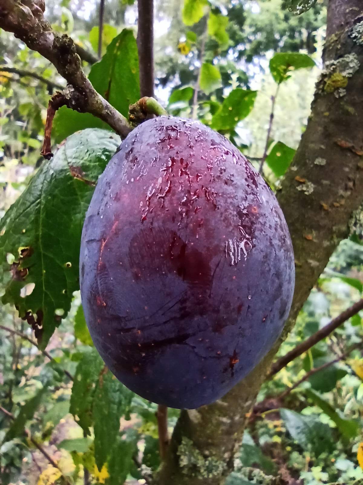 Trio-Pflaume Goldrich/Jojo/Nancy Mirabelle
