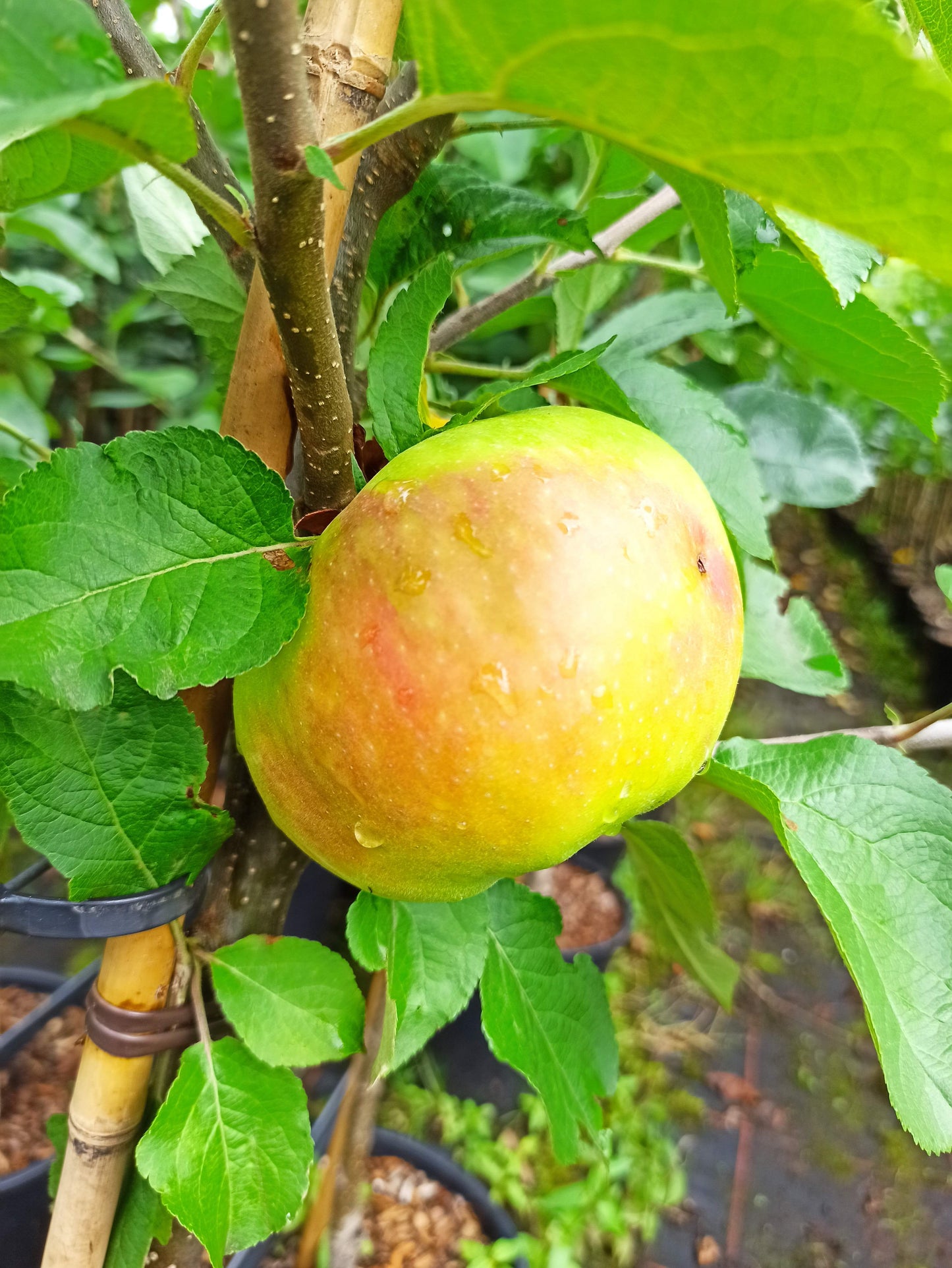 Apfel "Jakob Lebel"