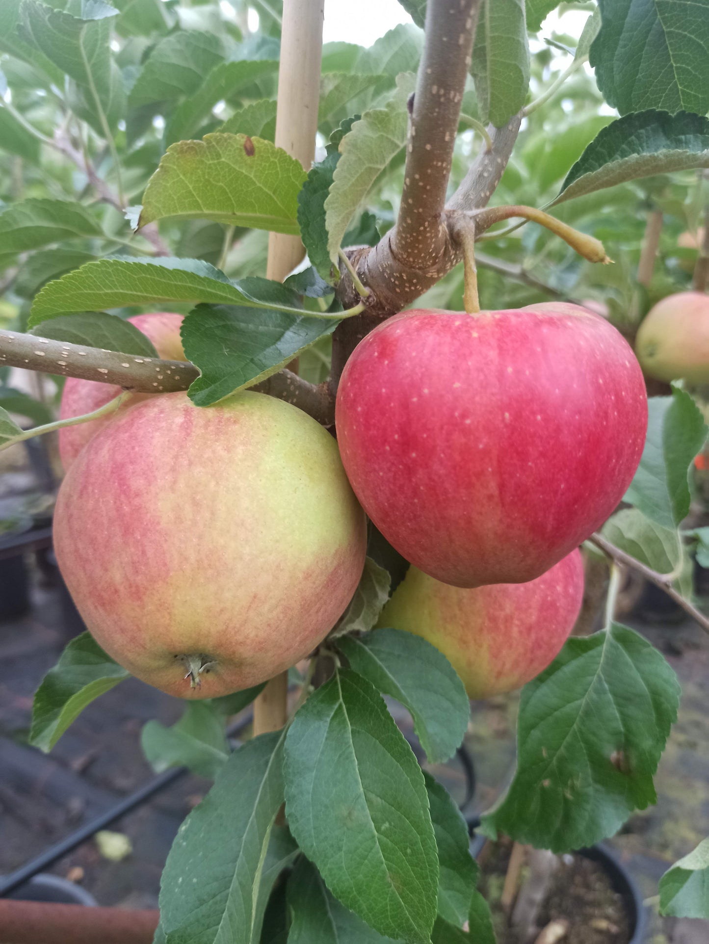 Apfel "Pinova" ®