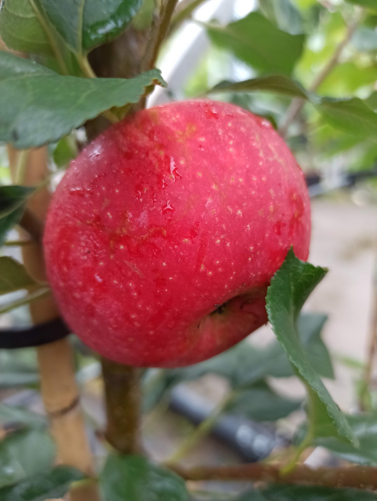 Apfel "Rosette" ®