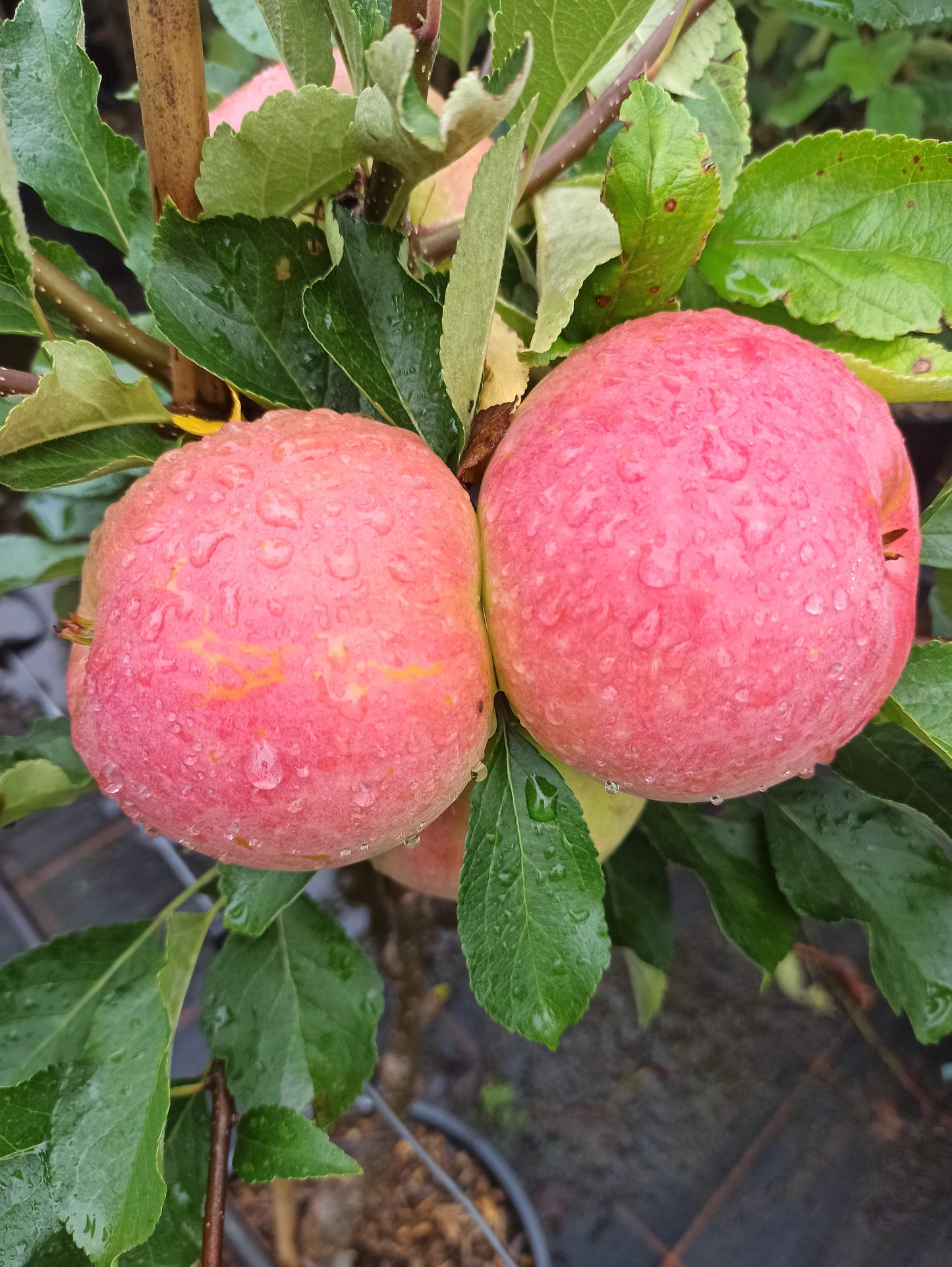 Apfel "Roter James Grieve"