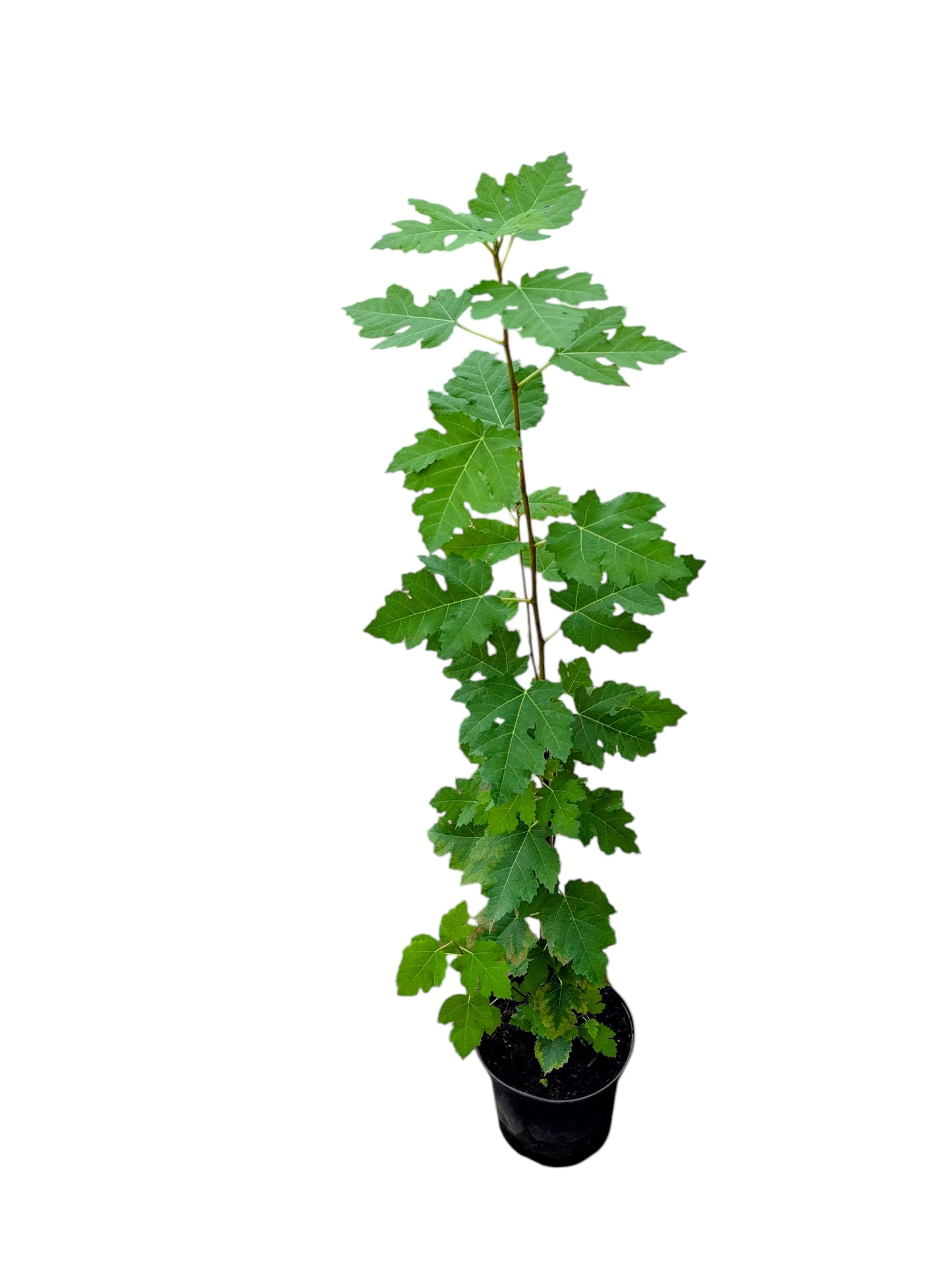 Afghanische Gebirgsfeige 'Nuristan'