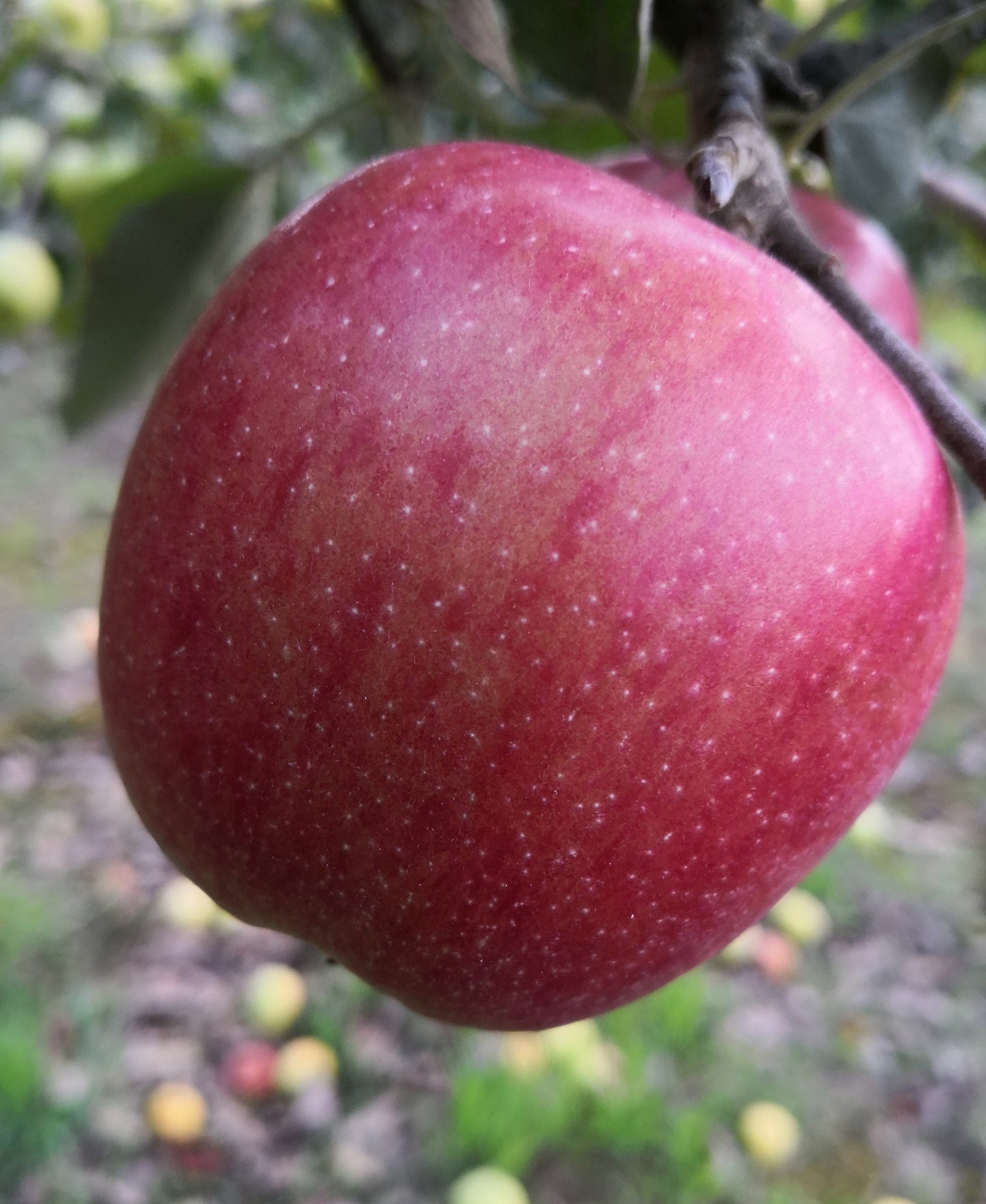 Apfel Braeburn