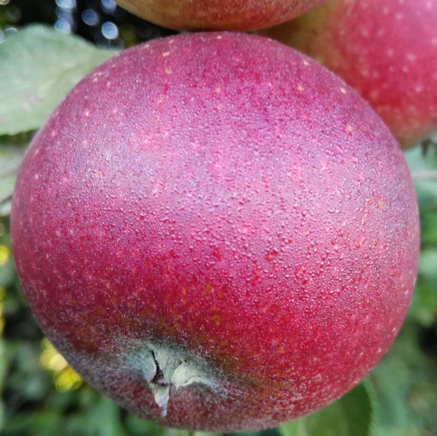 Apfel "Ingrid Marie"