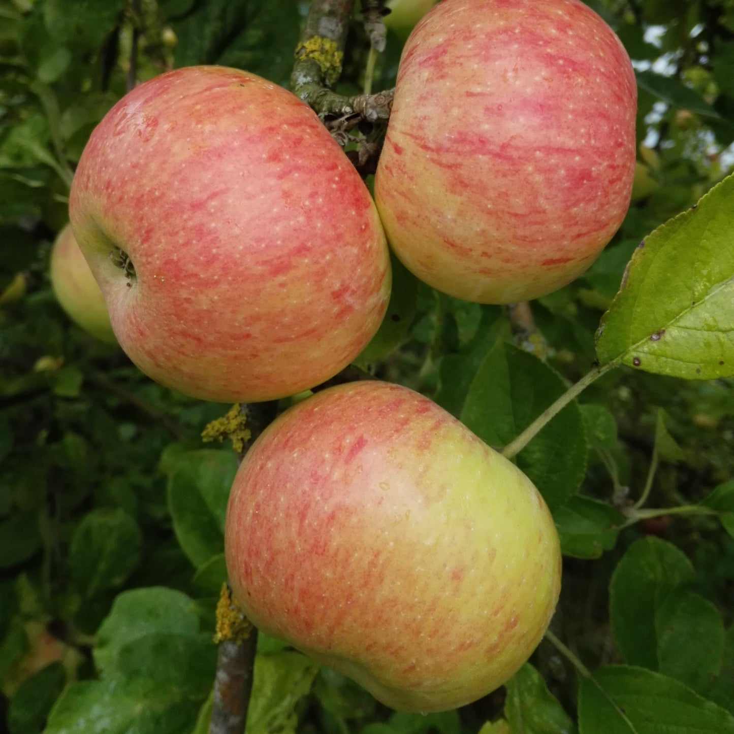 Apfel Dülmener Rosenapfel