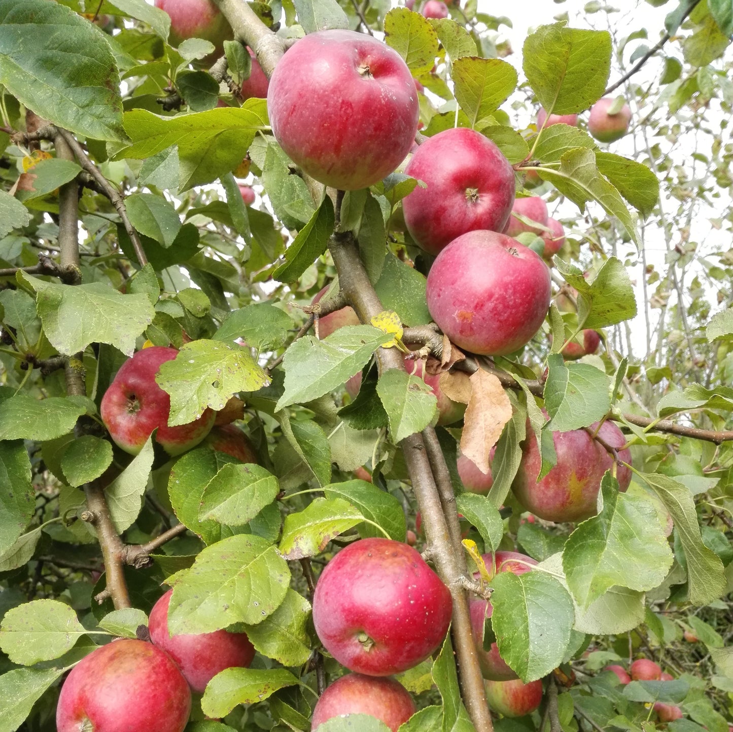 Apfel Florina