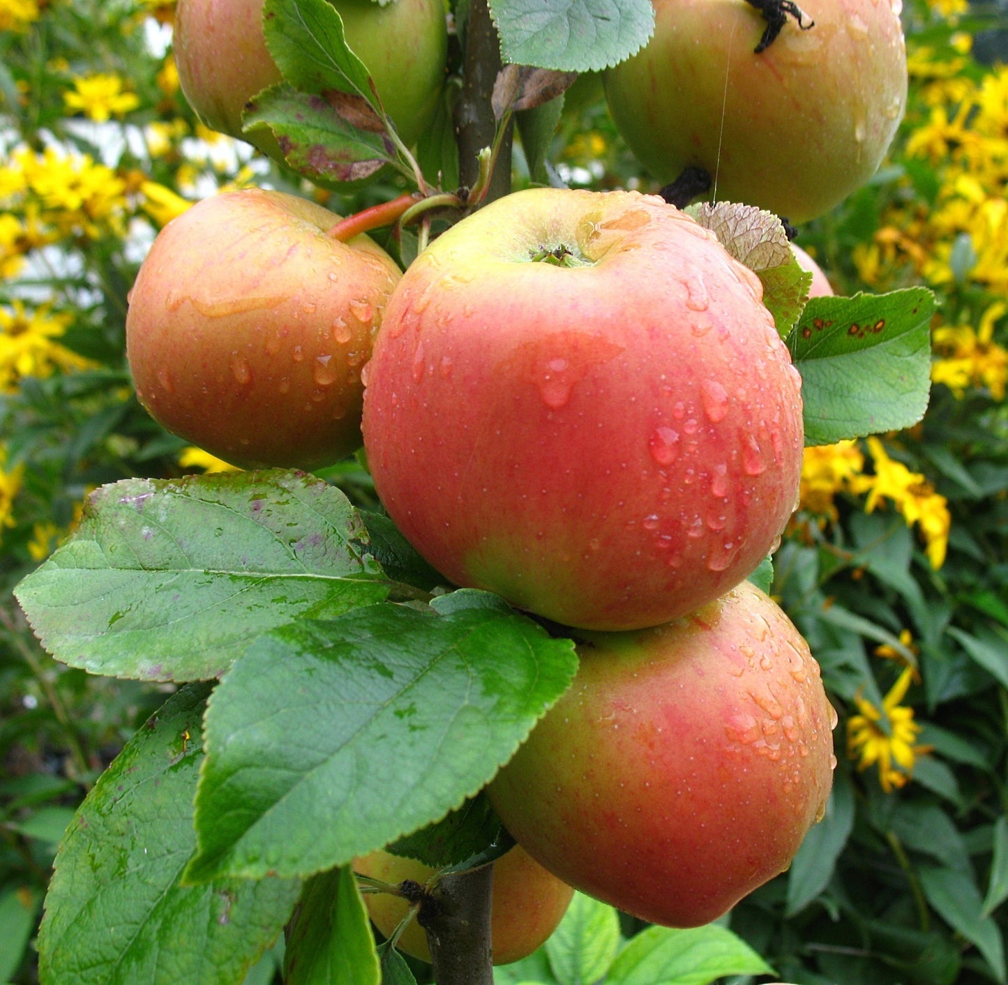 Apfel "Goldparmäne"