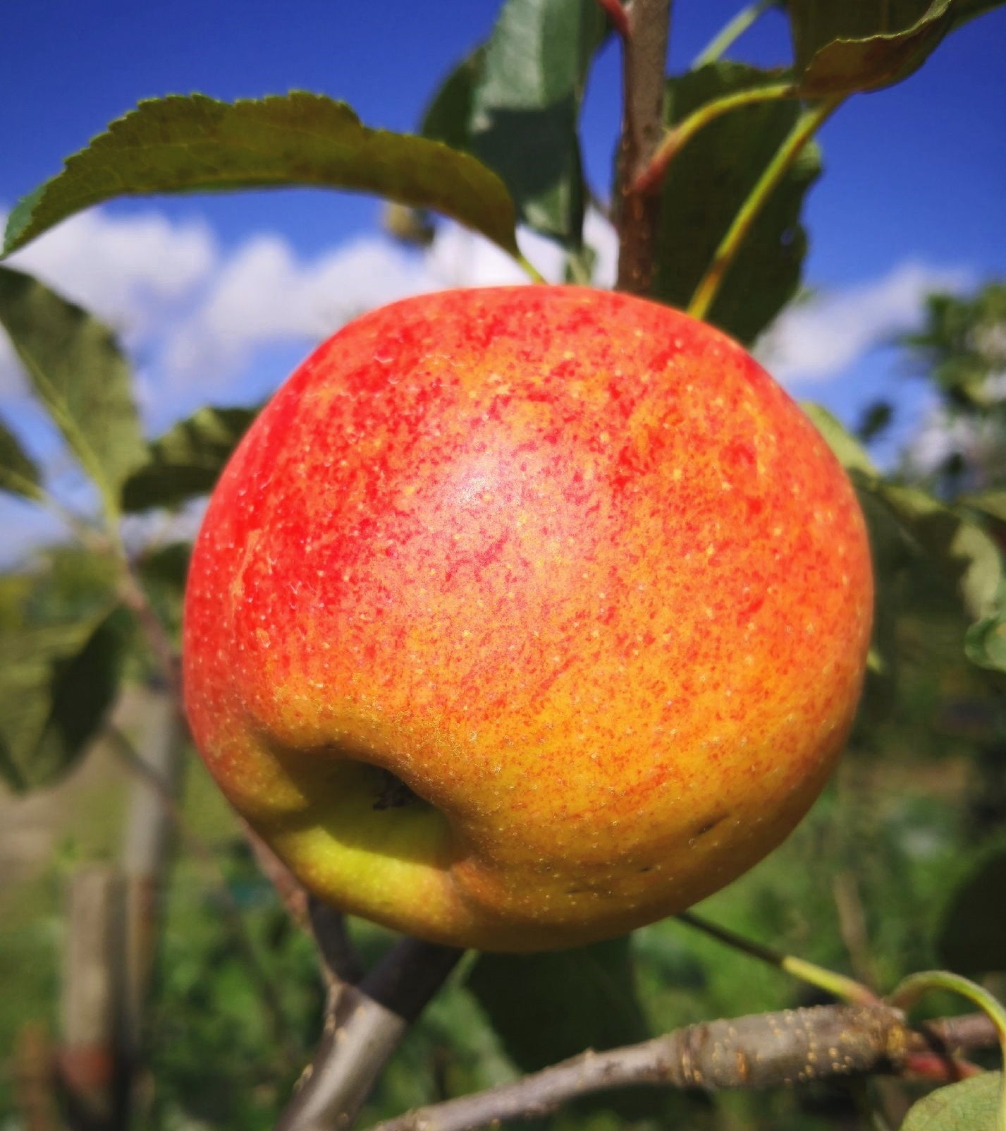 Apfel "Gala"