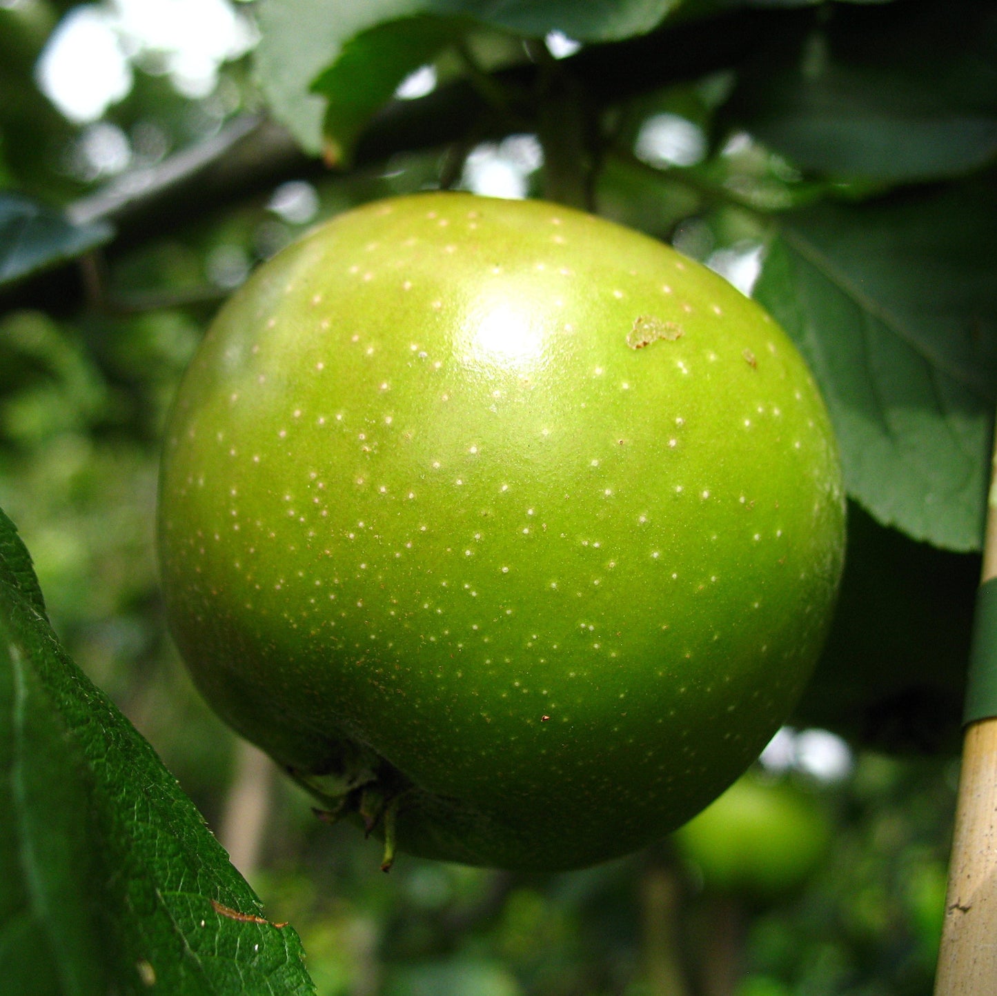 Apfel "Grahams Jubiläumsapfel"