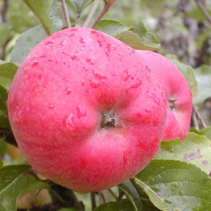 Apfel "Jakob Fischer"