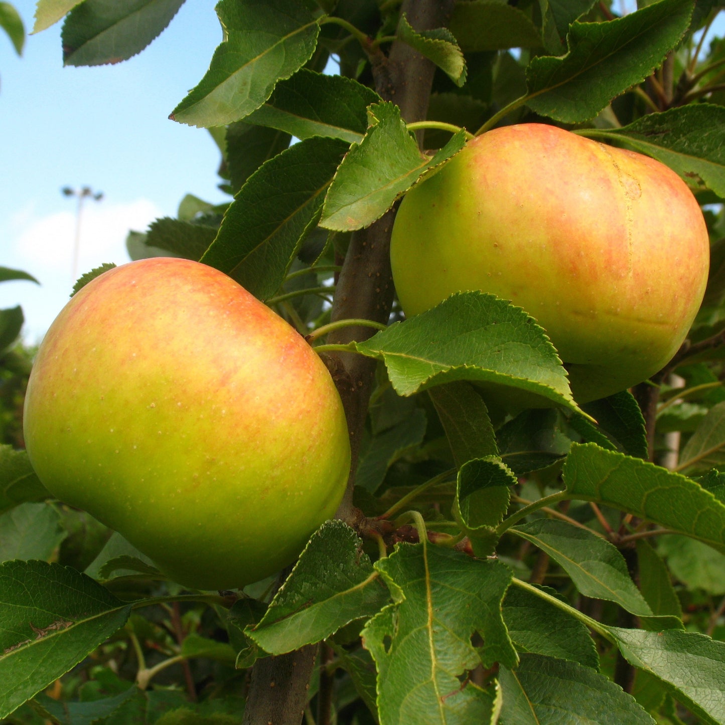 Apfel Topaz ®