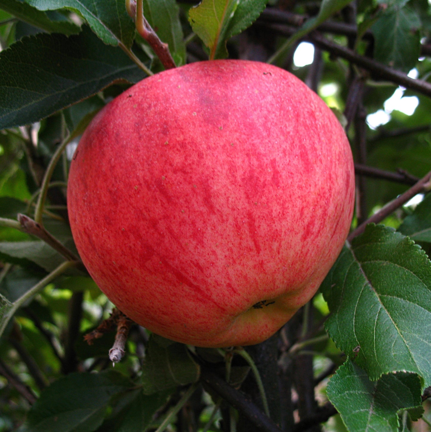 Apfel Elstar