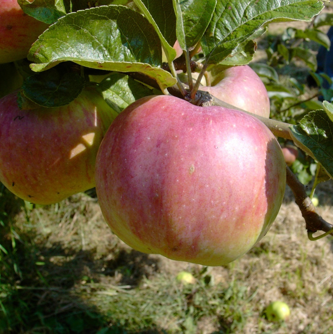 Apfel "Ontarioapfel"