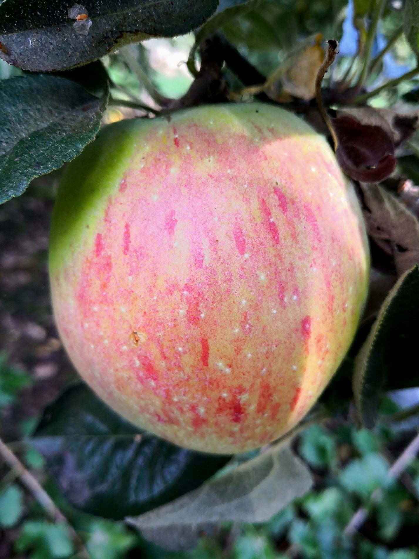 Apfel 'Osnabrücker Renette'