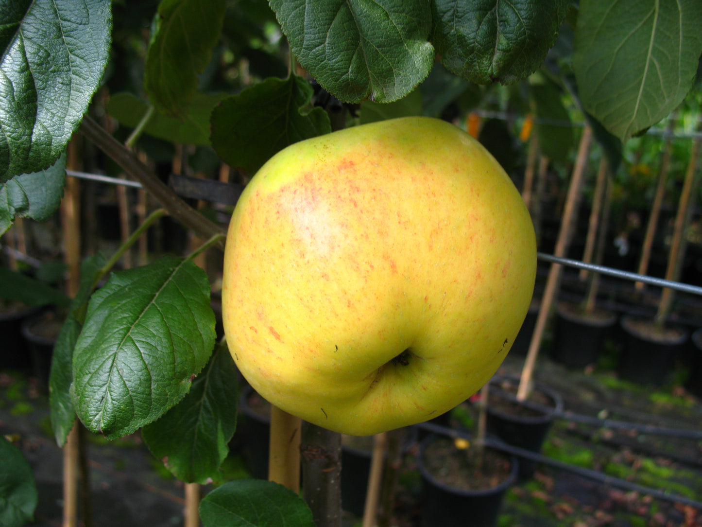 Apfel Gelber Richard