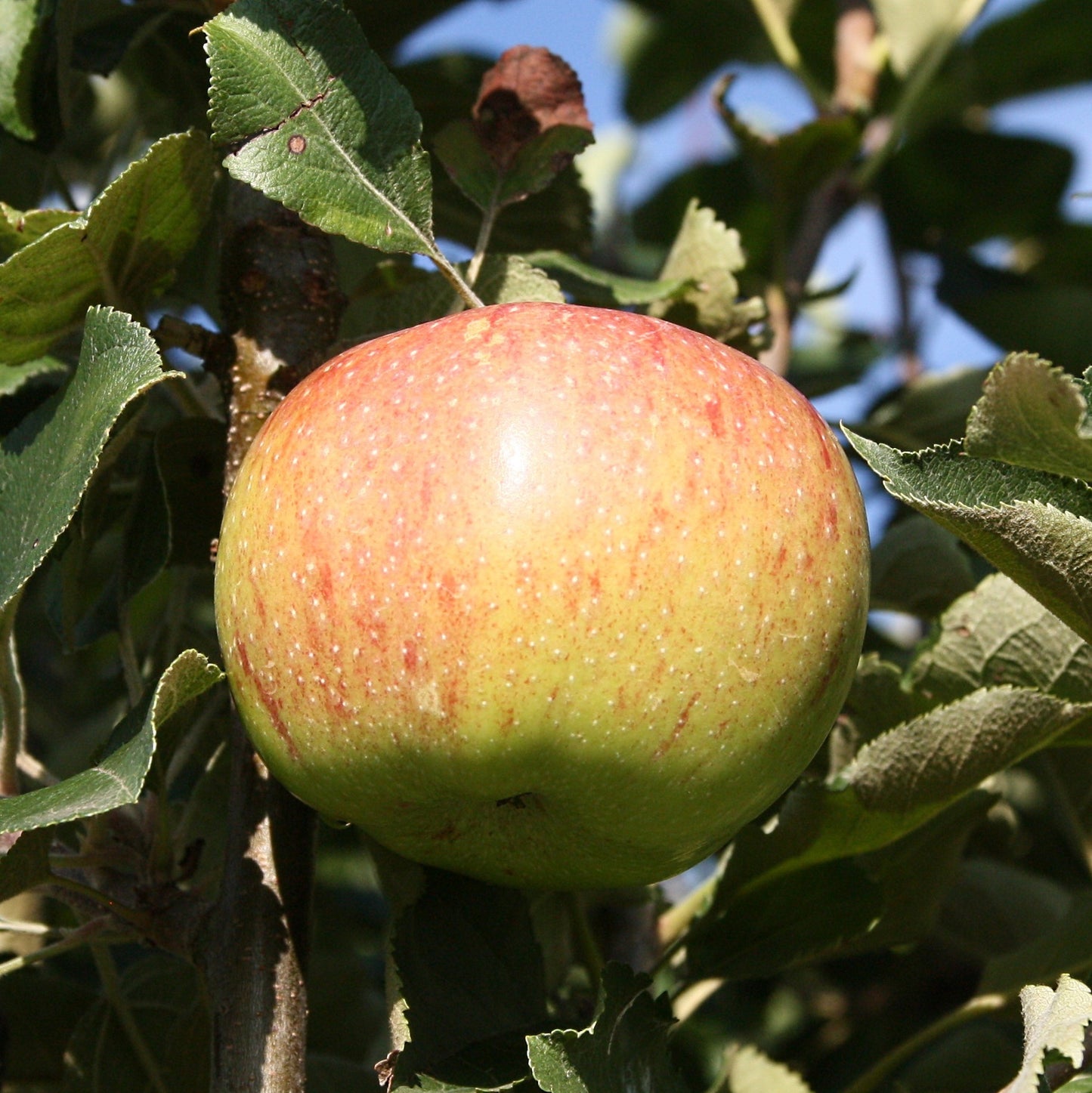 Apfel "Jonagold"
