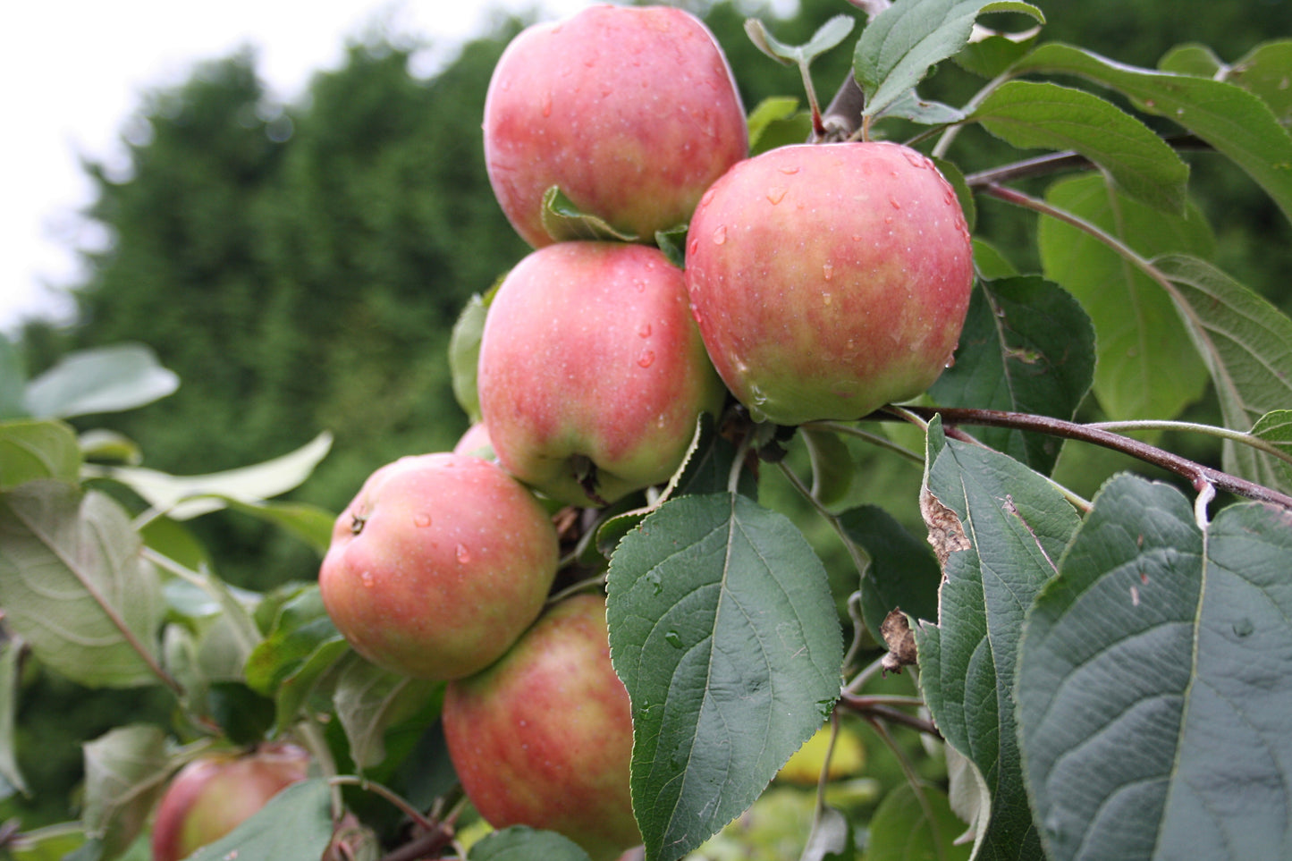 Apfel "Roter Gravensteiner"