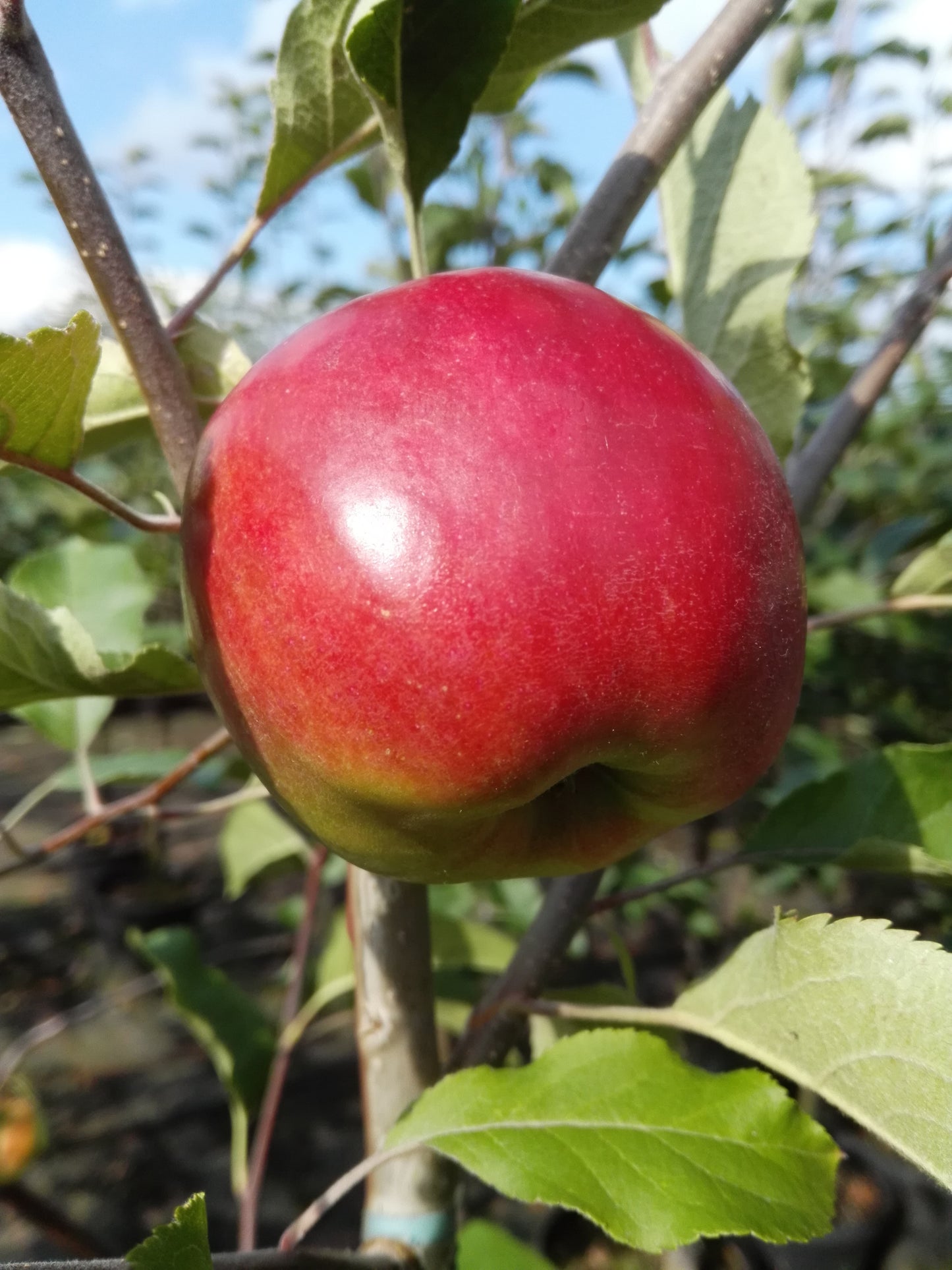Apfel "Roter Jonathan"