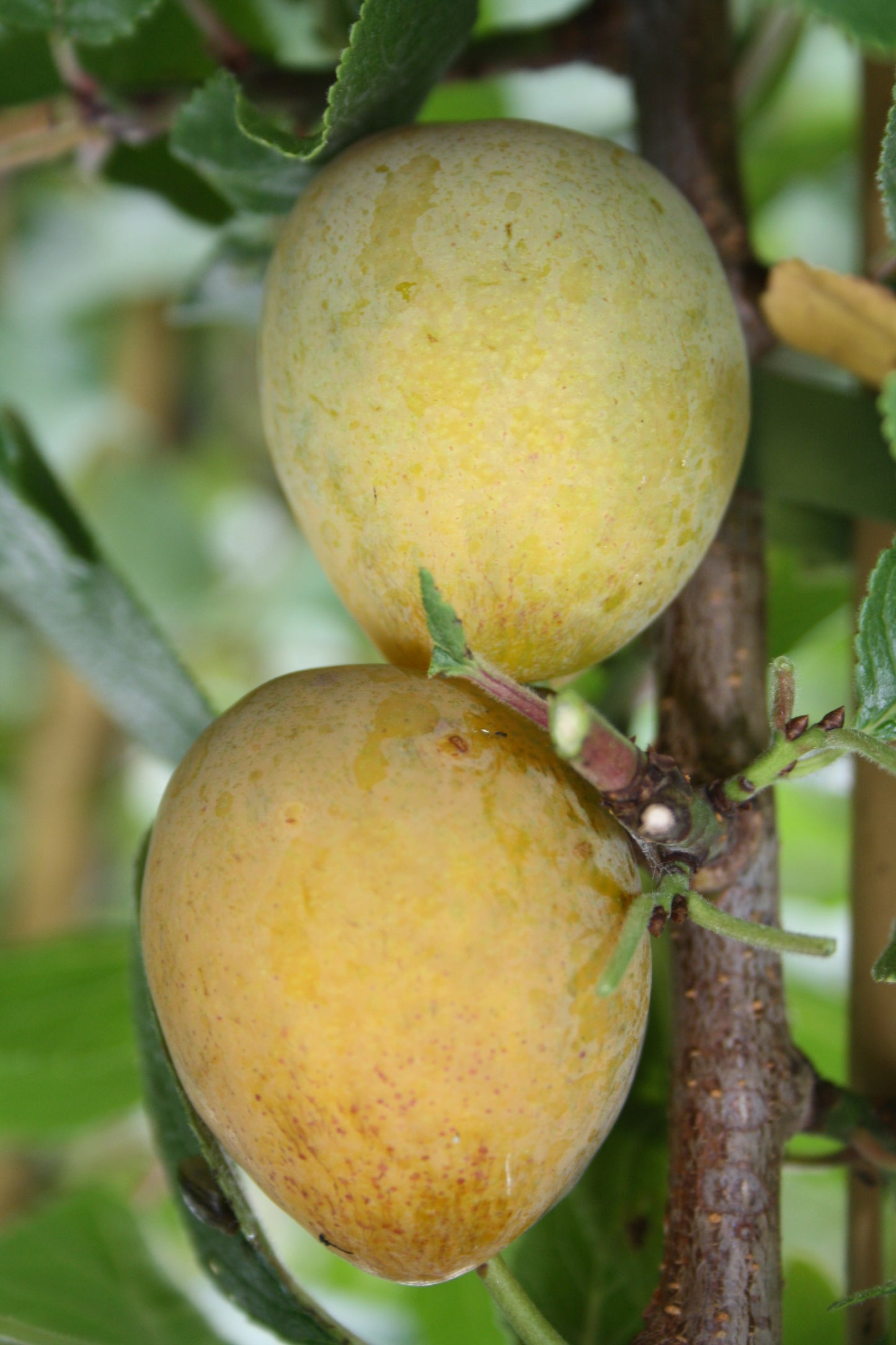 Aprikosenmirabelle "Aprimira"