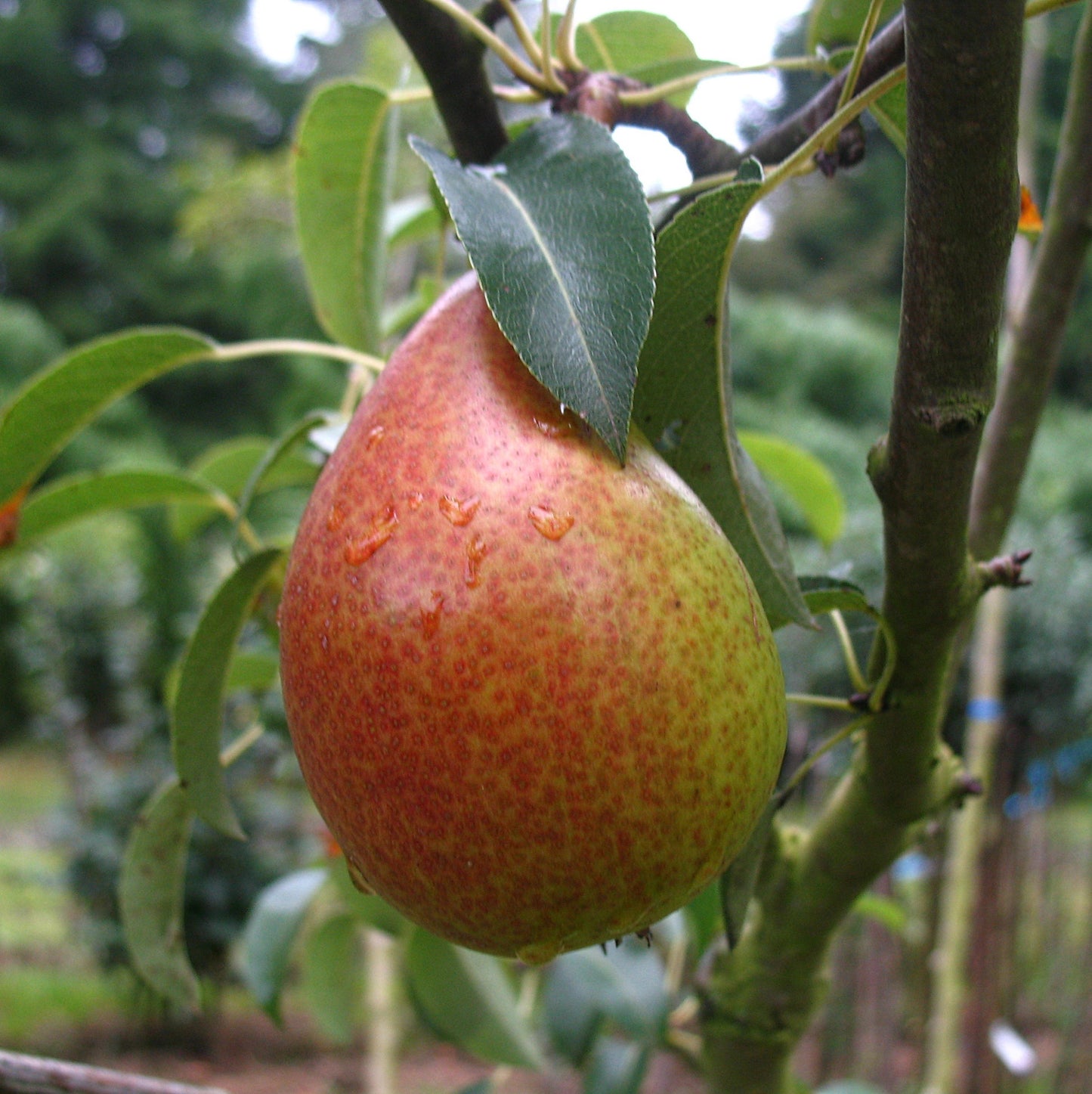 Birne "Gute Luise"