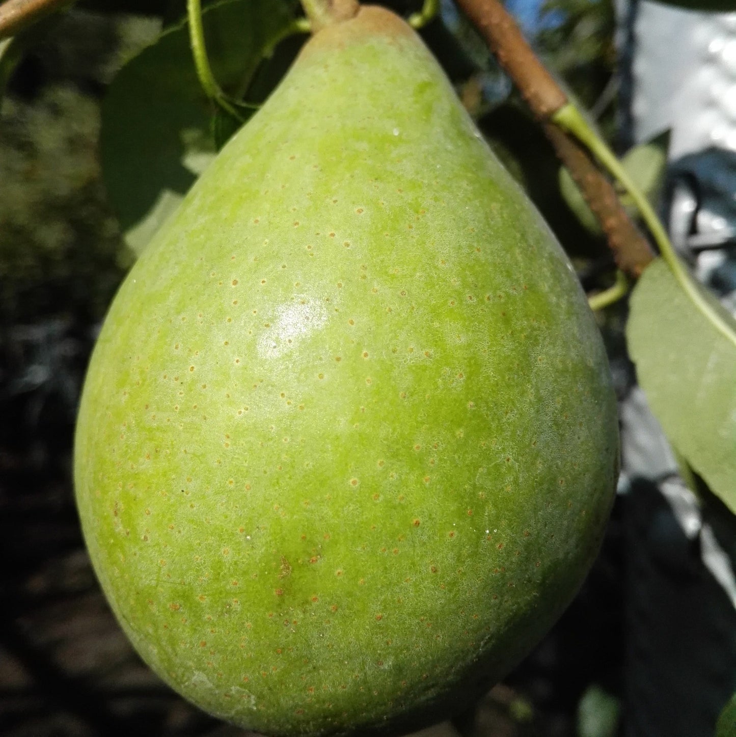 Birne "Köstliche v. Charneux"