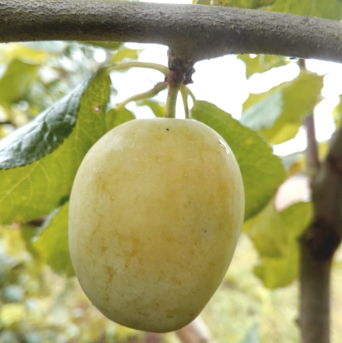 Zwetsche "Gelbe Hauszwetsche''
