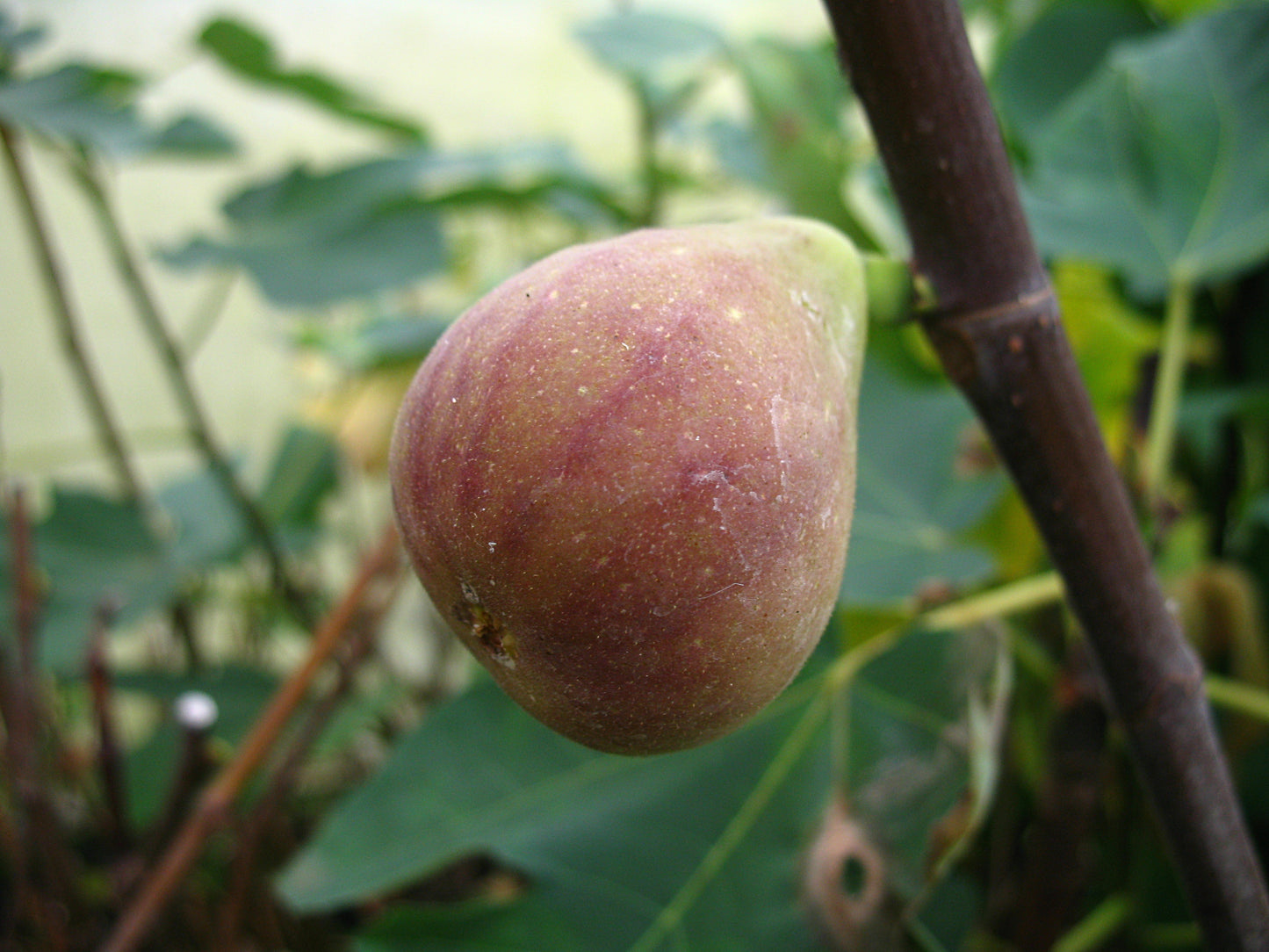 Feige 'Noire de Bellon'