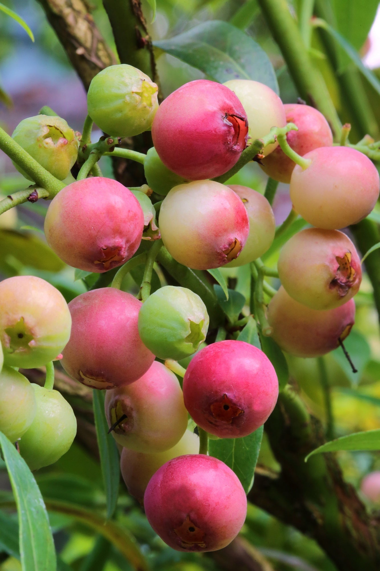 Garten-Heidelbeere 'Pink Lemonade'