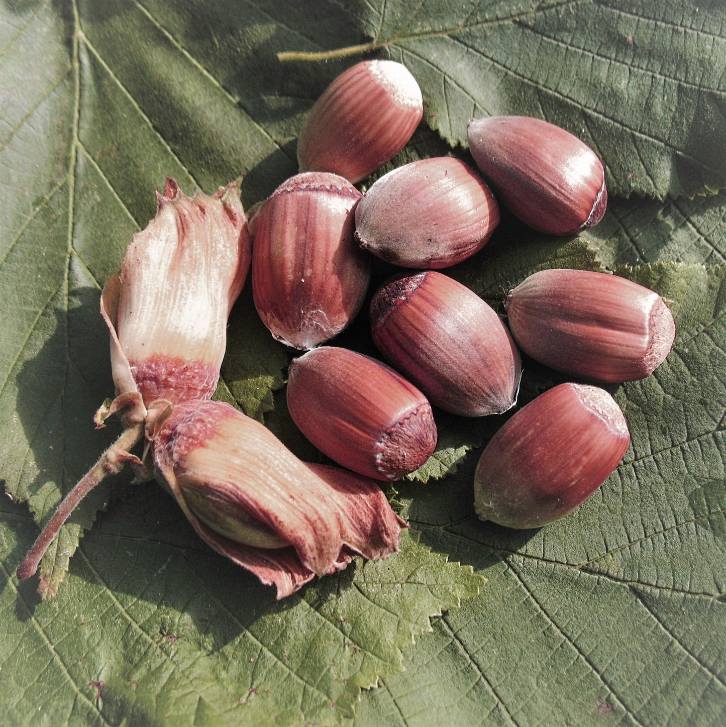 Haselnuss 'Maxima Purpurea'