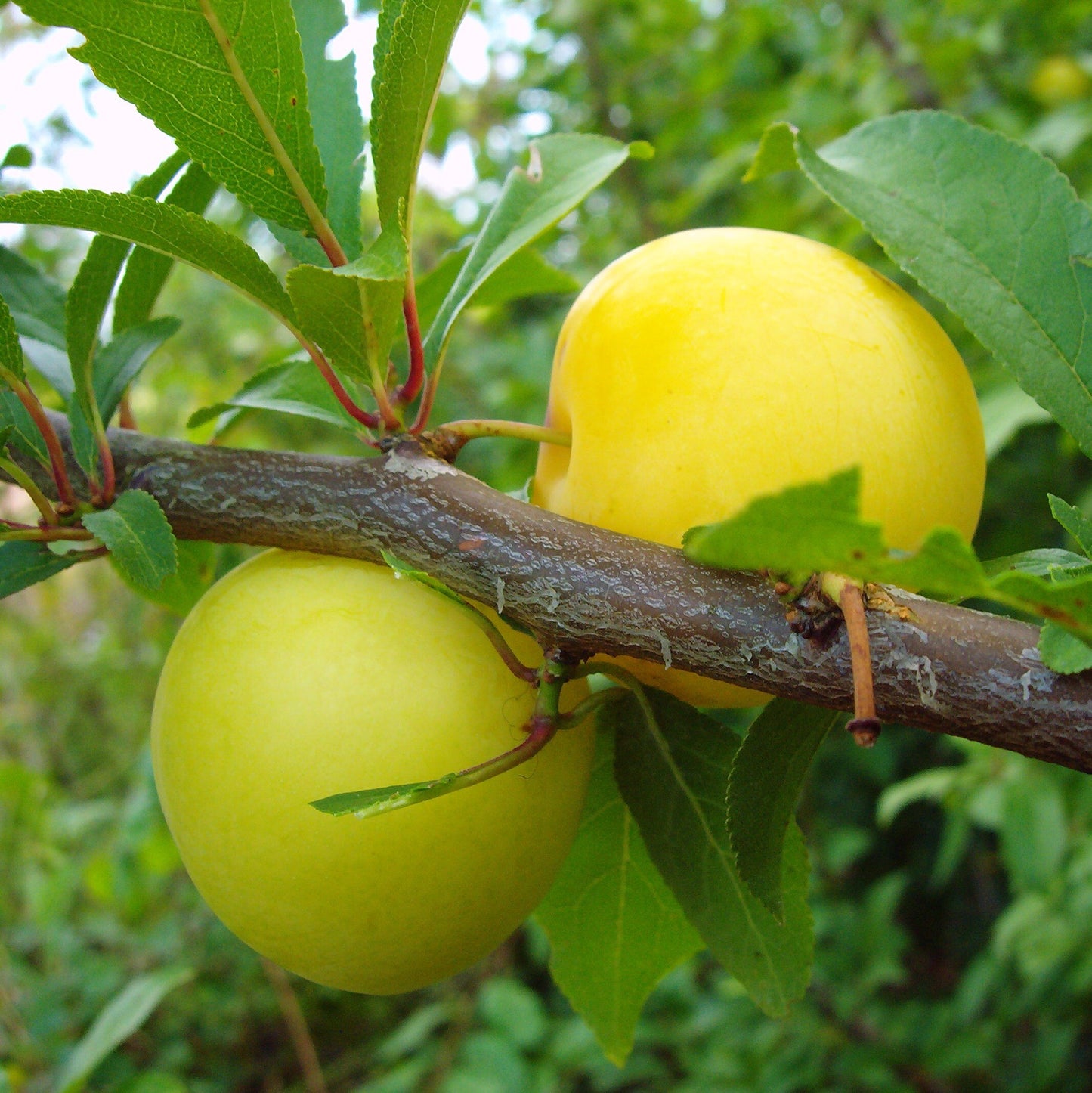 Jap. Pflaume "Golden Japan"