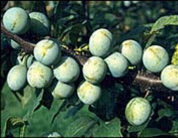 Wildpflaume 'Zibarte'