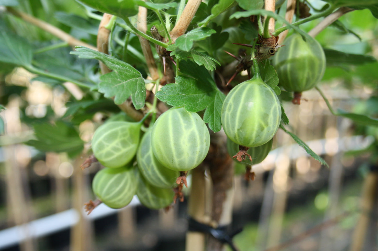 Stachelbeere 'Mucurines'