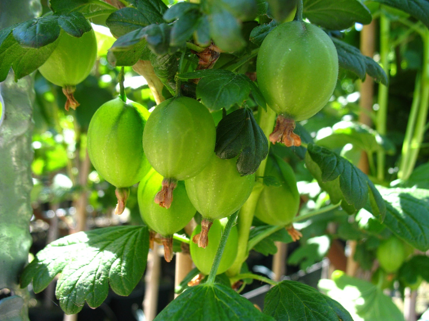 Stachelbeere 'Tatjana'