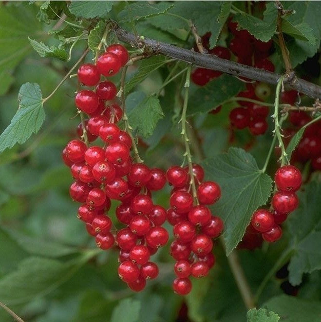 Johannisbeere 'Rotet'