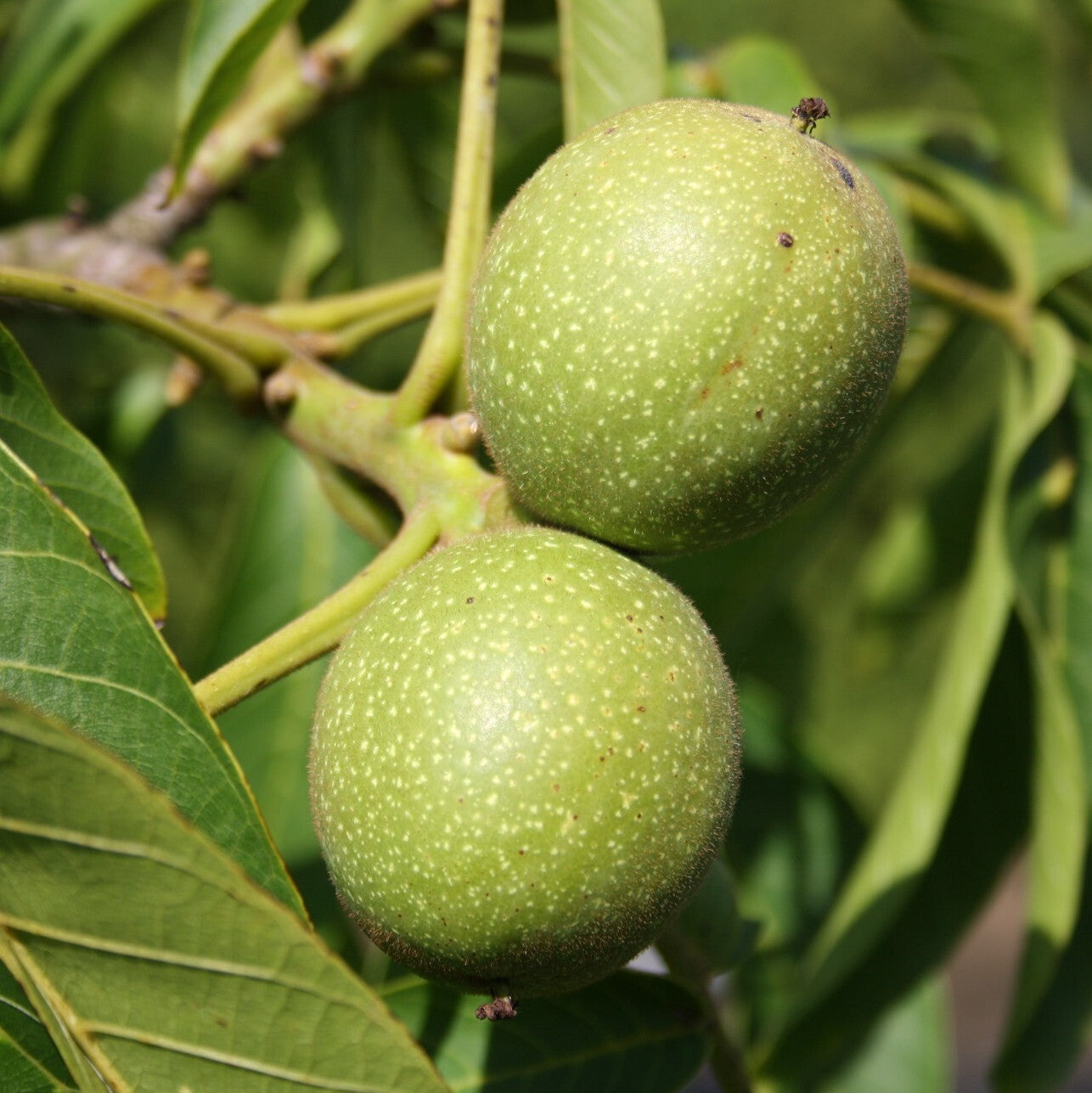 Juglans regia var. fertilis