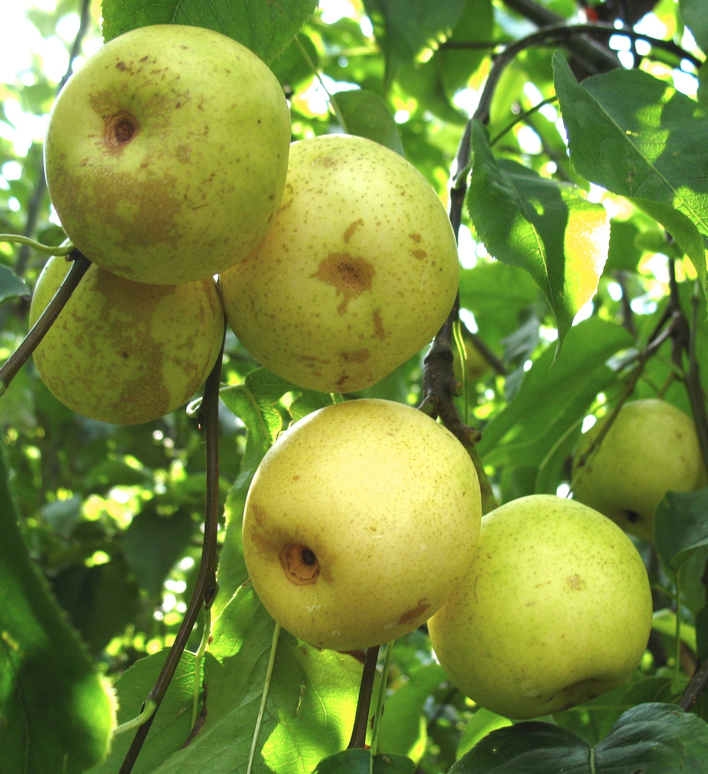 Nashi-Birne "Ti-Tu Pear"