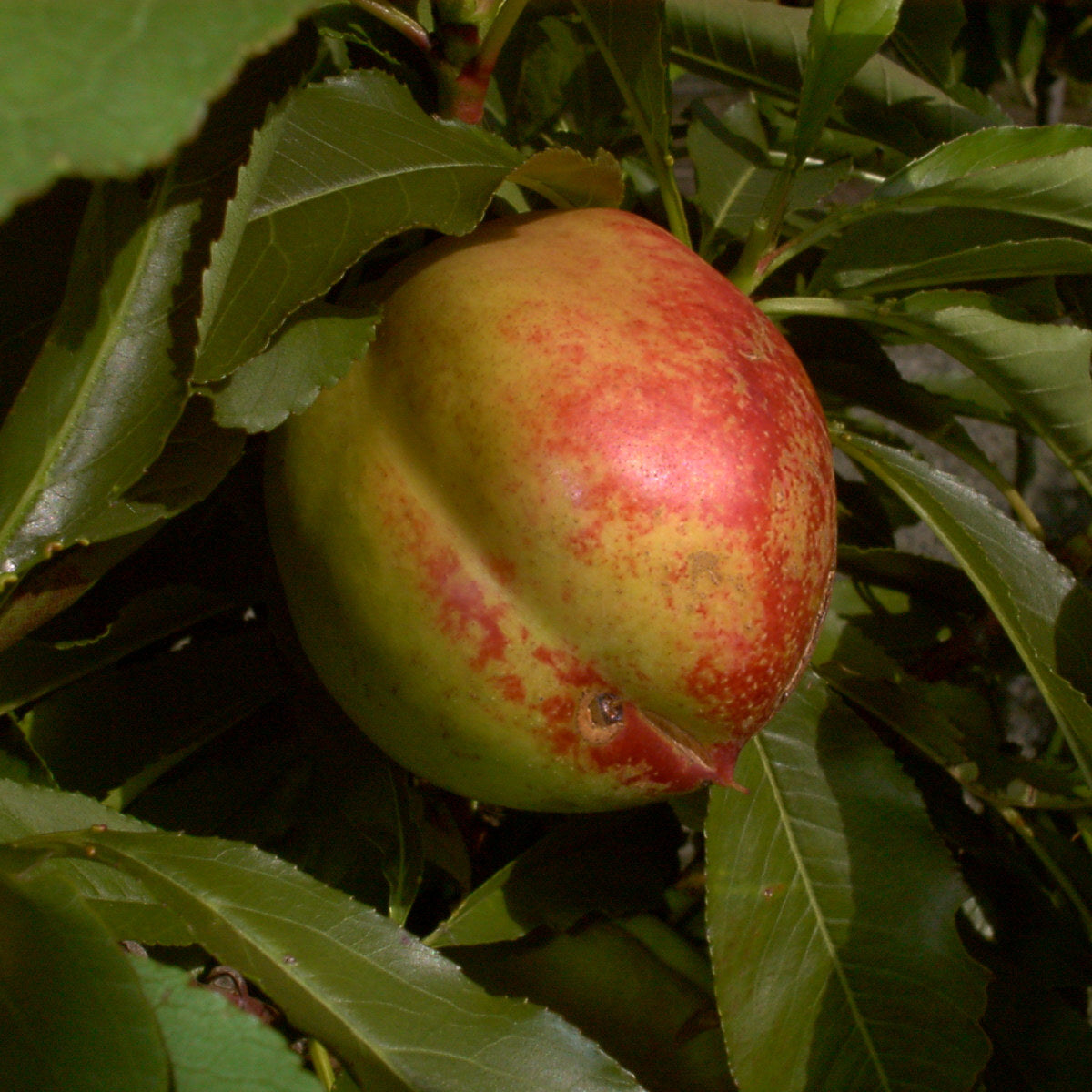 Nektarine 'Red Gold'