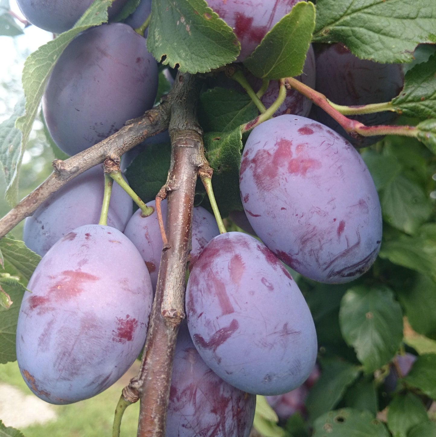 Pflaume "Ruth Gerstetter"