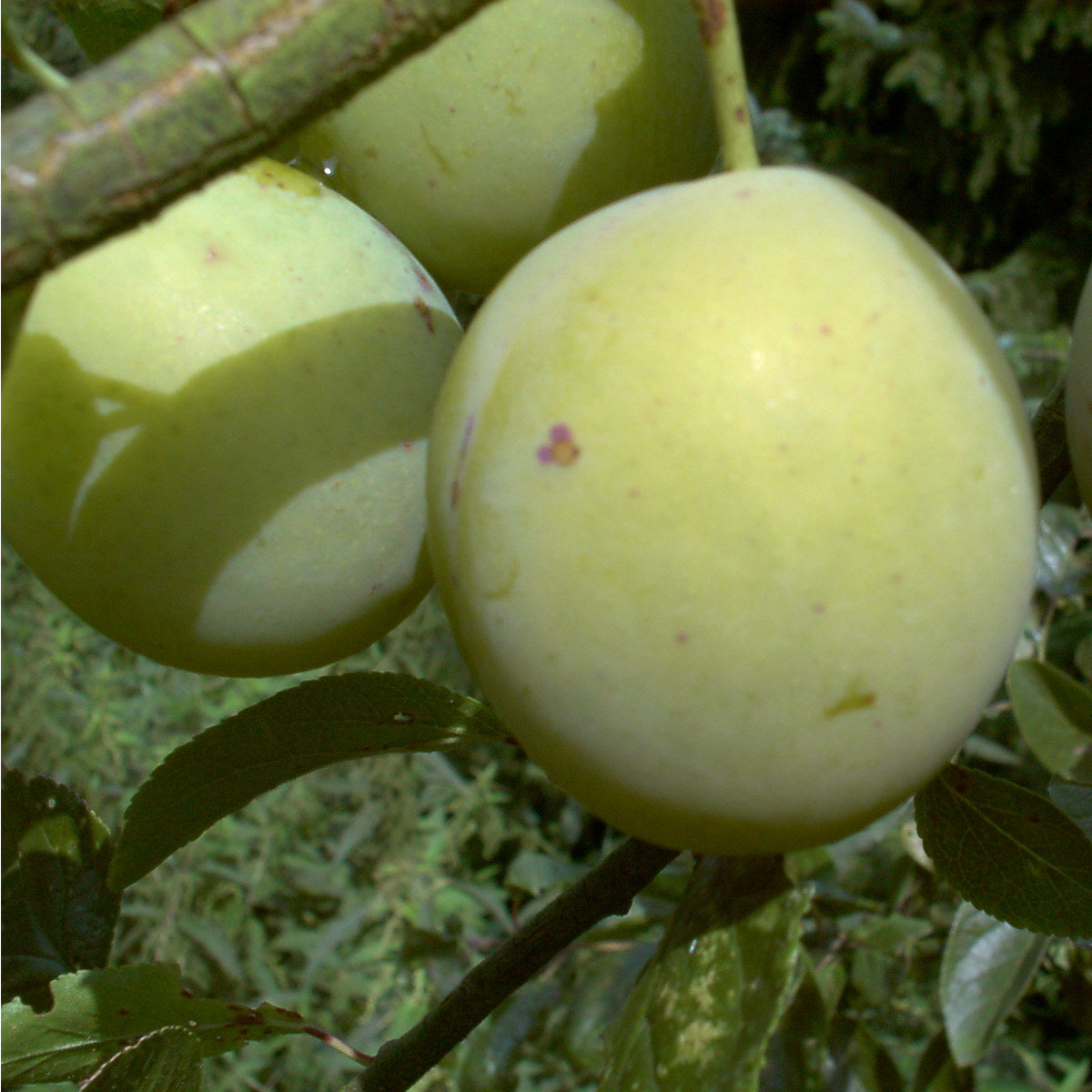 Reneklode Große Grüne – Obstbaum im Topf, robuste Sorte mit süßen Früchten