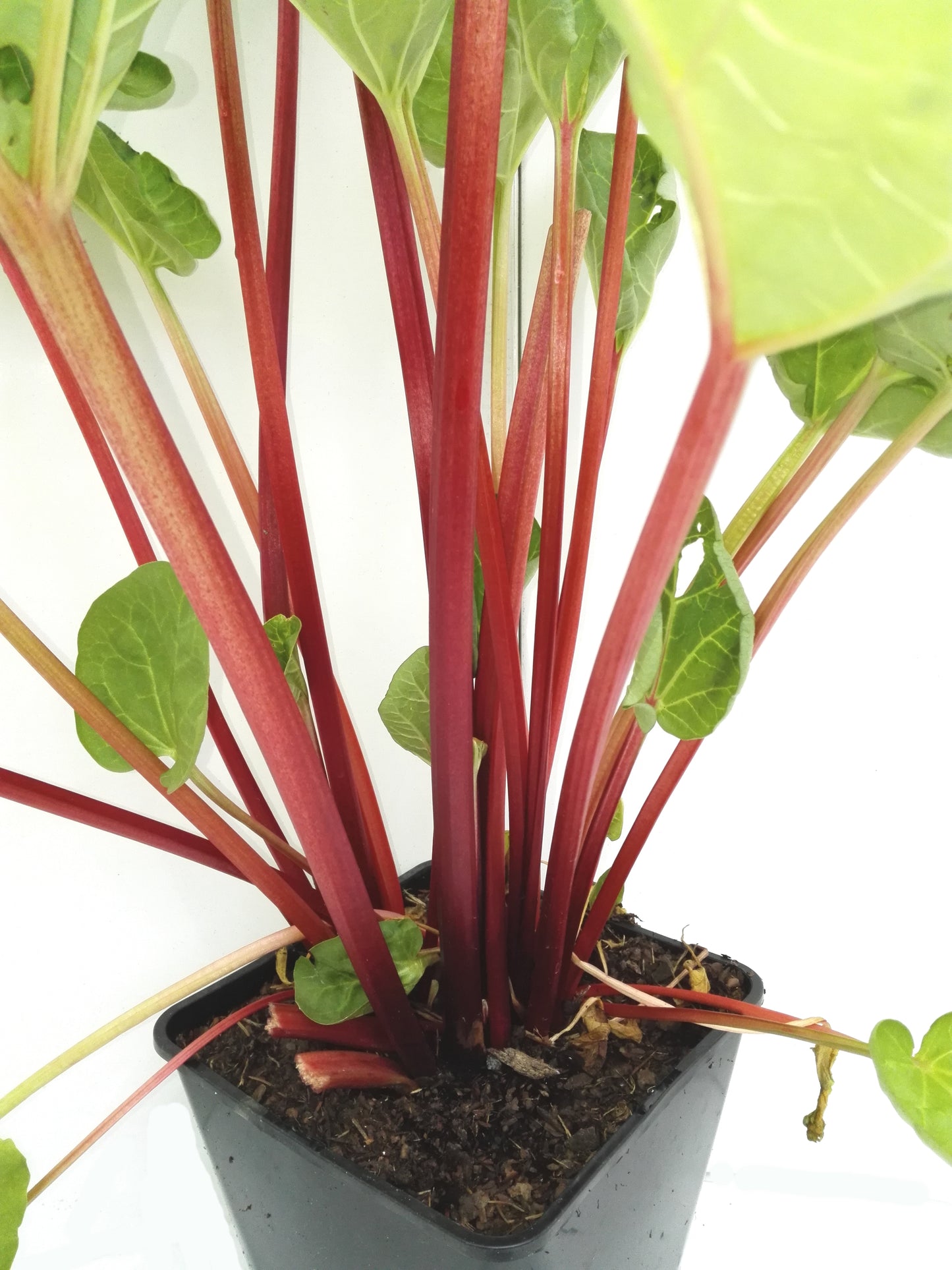 Rhabarber 'The Sutton'