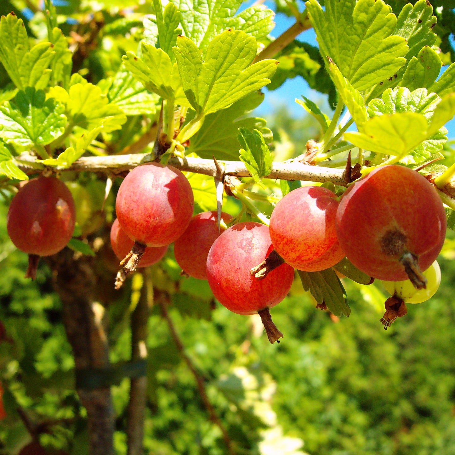 Stachelbeere 'Hinnonmäki rot'