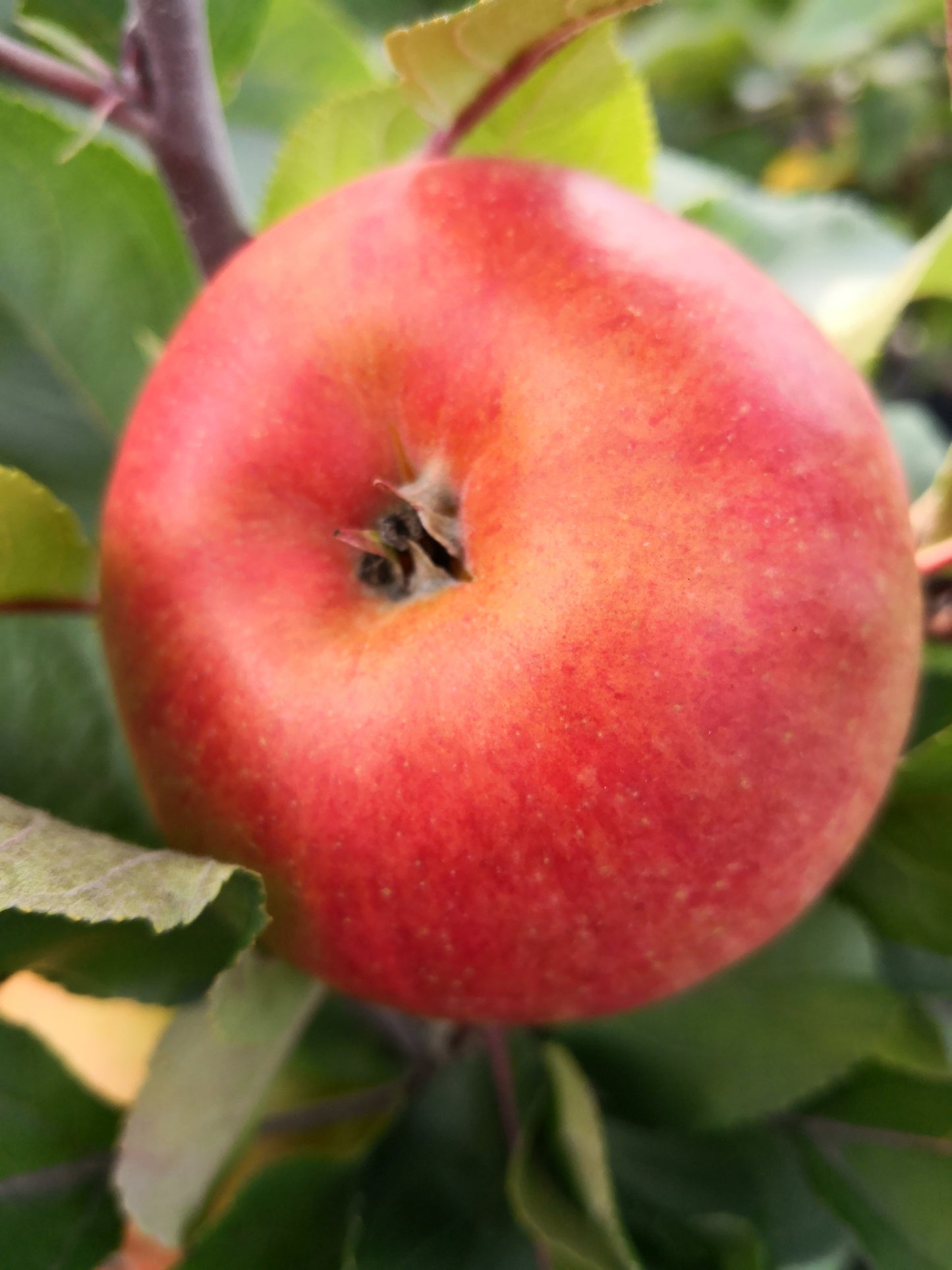Säulenapfel 'Rhapsodie' ®