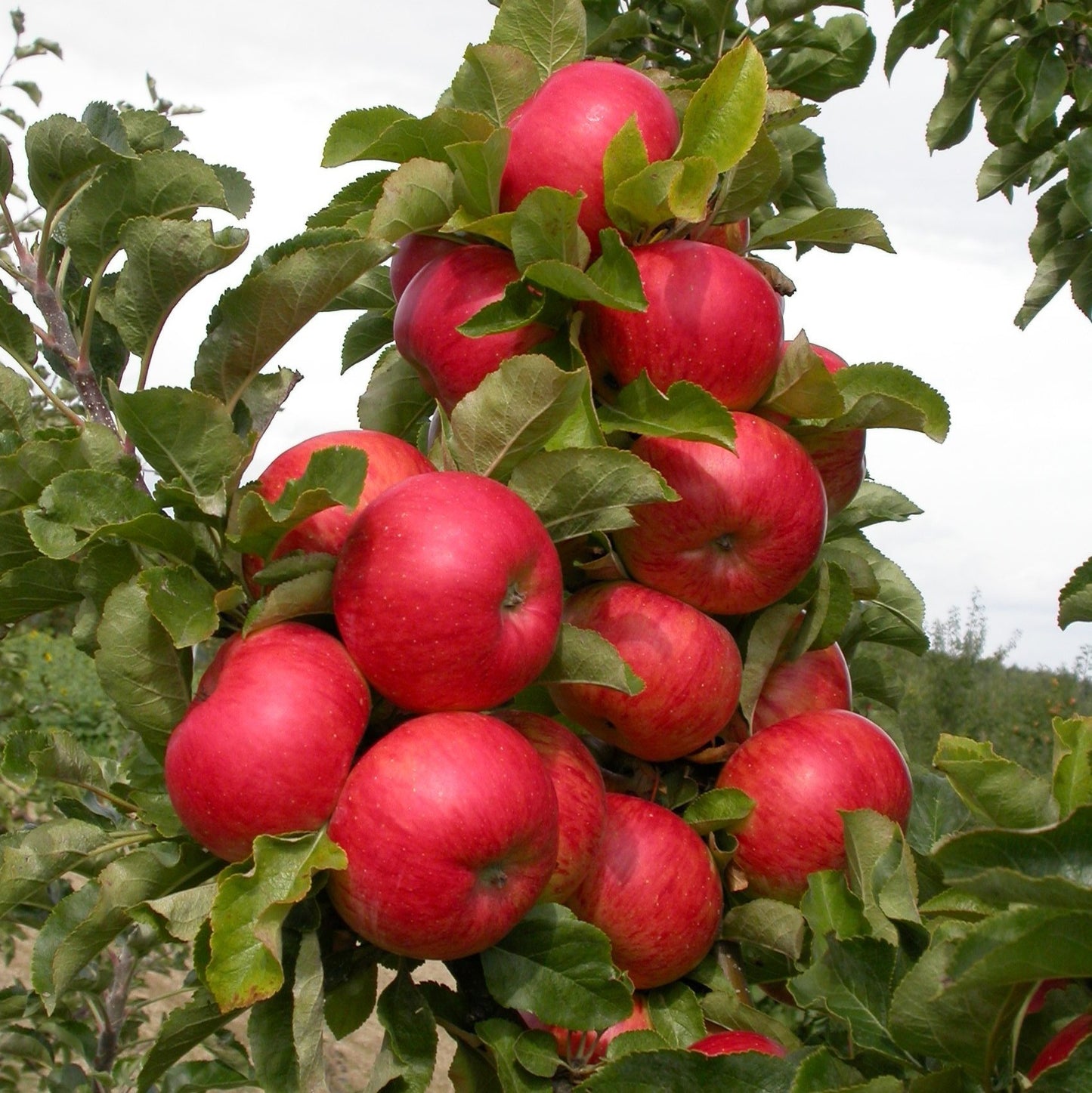 Säulenapfel 'Sonate' ®
