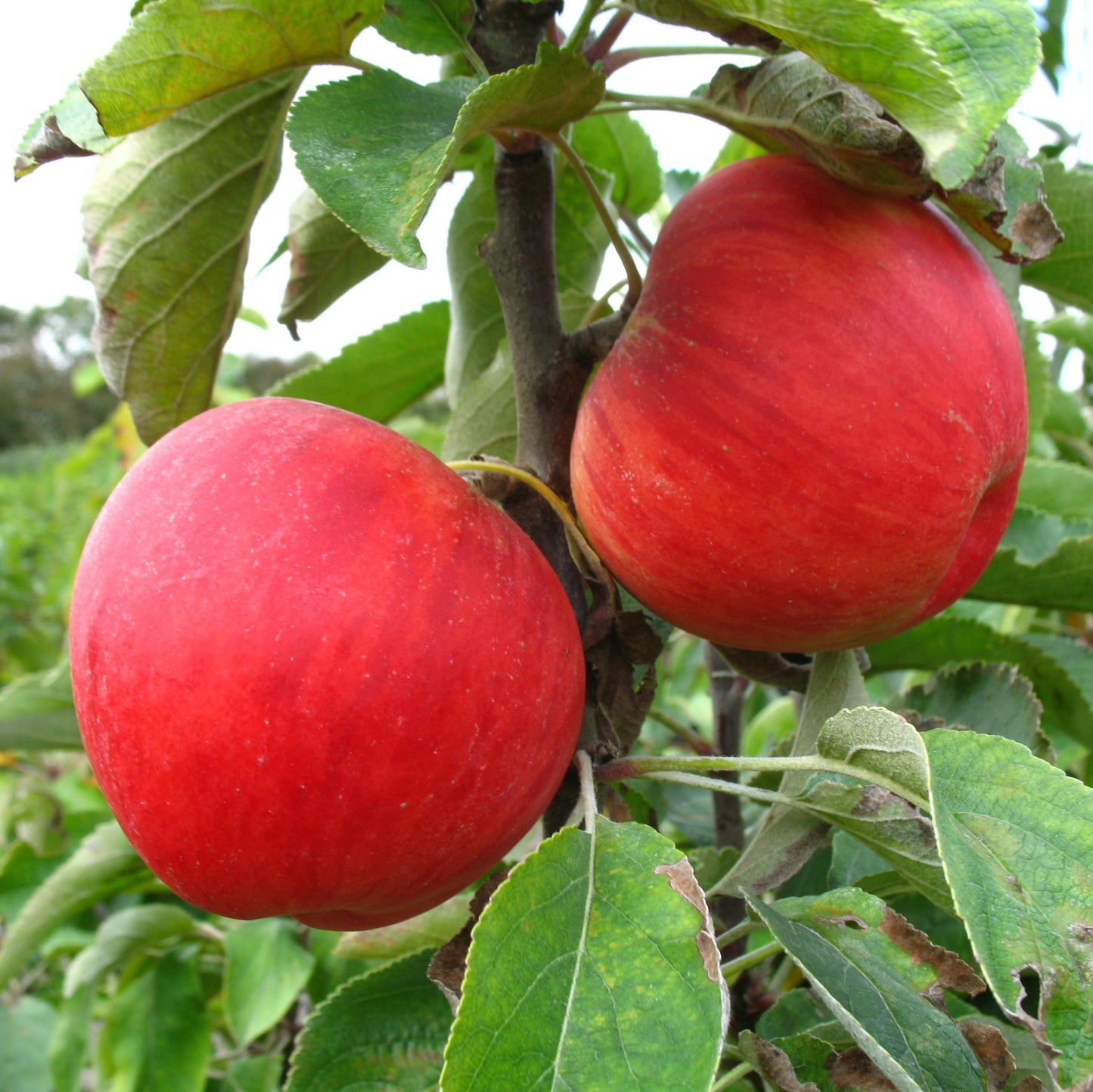 Säulenapfel 1a-plant 'Jarle' ®