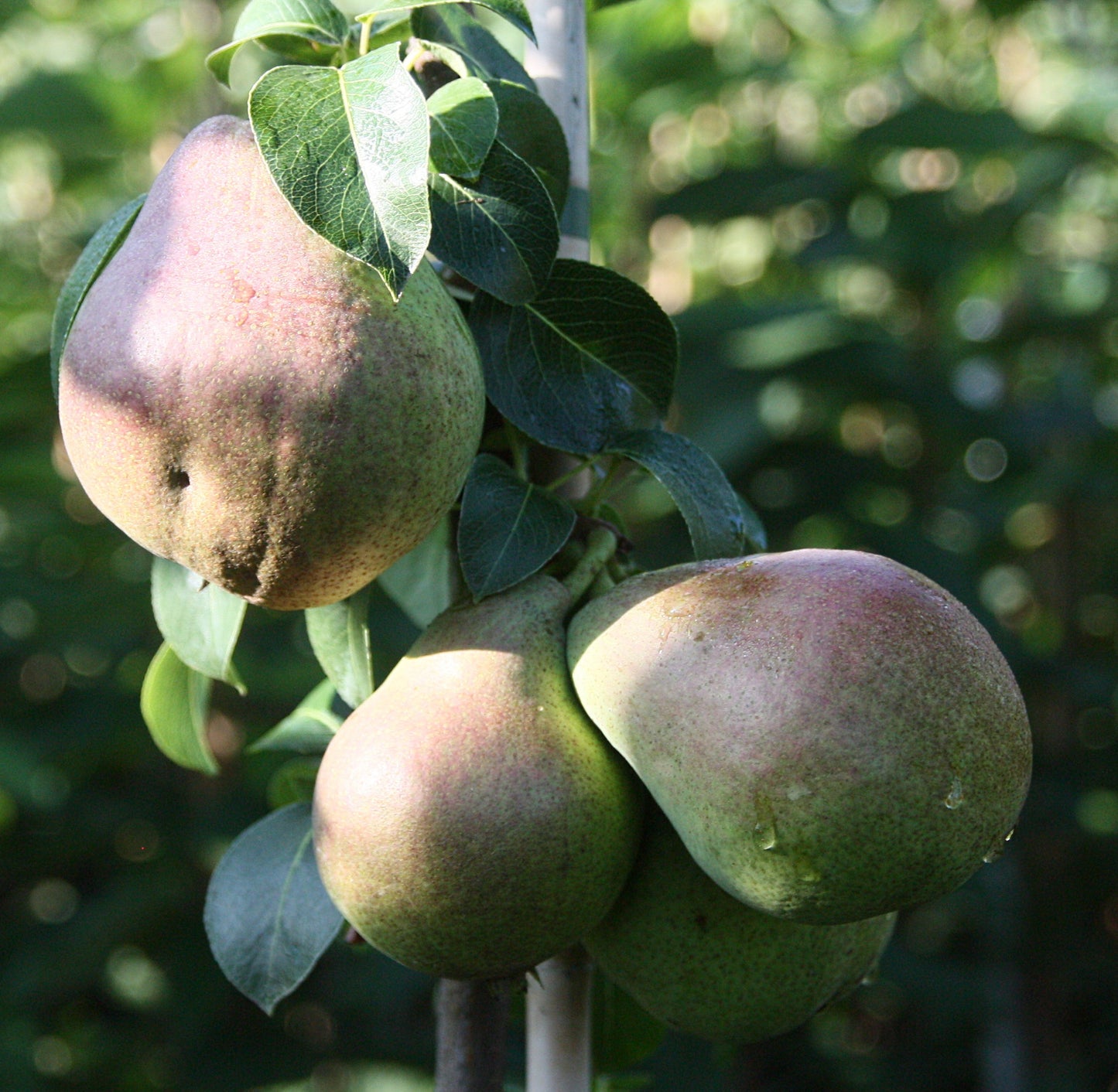 Säulenbirne 'Decora'